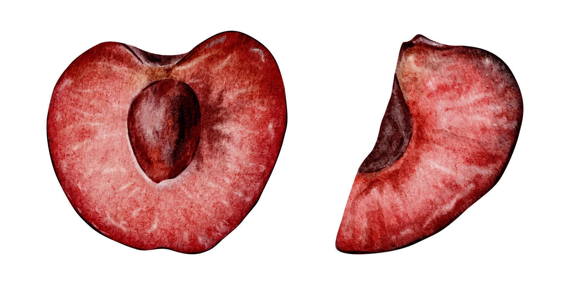 Set of slices Sweet Cherry fruits. Cross section of juicy cherry berry. Isolated hand drawn watercolor illustrations for menu, packaging of goods, scrapbooking, cosmetic, textile, cards vector