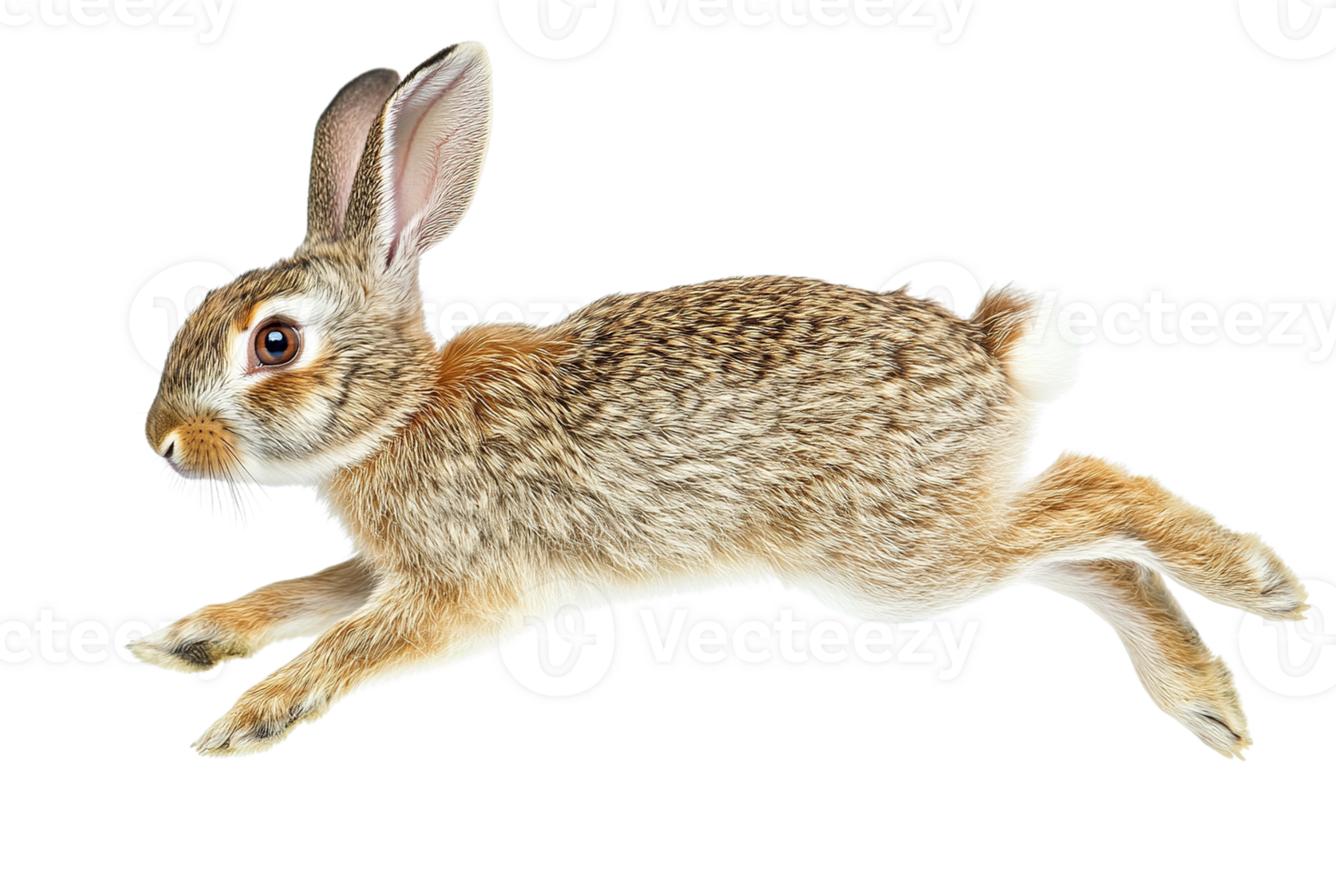 Realistic Rabbit Leaping in Motion png
