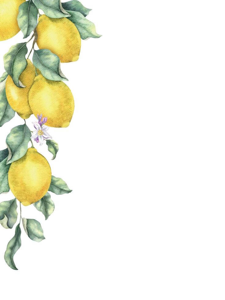 Lemons fruits, flowers and leaves on branch. Tropical citrus fruits. Isolated hand drawn watercolor frame for menu, package, cosmetic, textile, cards vector