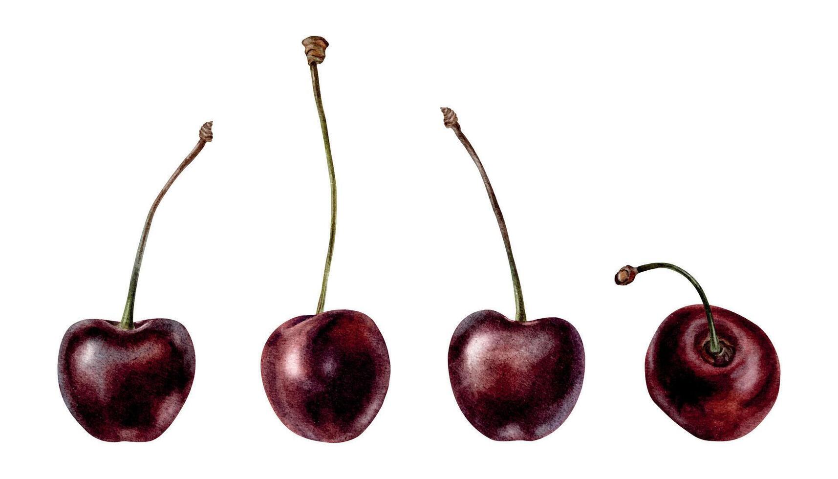 Cherry fruits set. Berry of Sweet cherry. Isolated hand drawn watercolor illustrations. Clip art for menu, package, cosmetic, textile, cards vector
