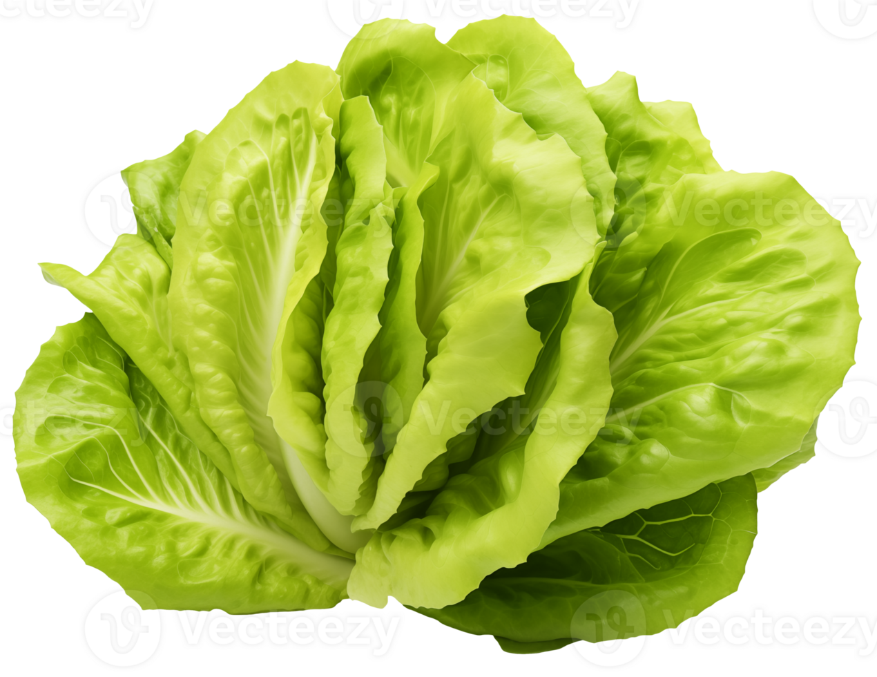 A single head of vibrant lettuce, neatly cut out and placed on a transparent background, ready for digital manipulation png