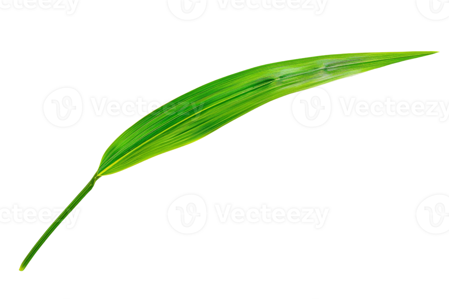 Green leaf with yellow outline on a transparent background png