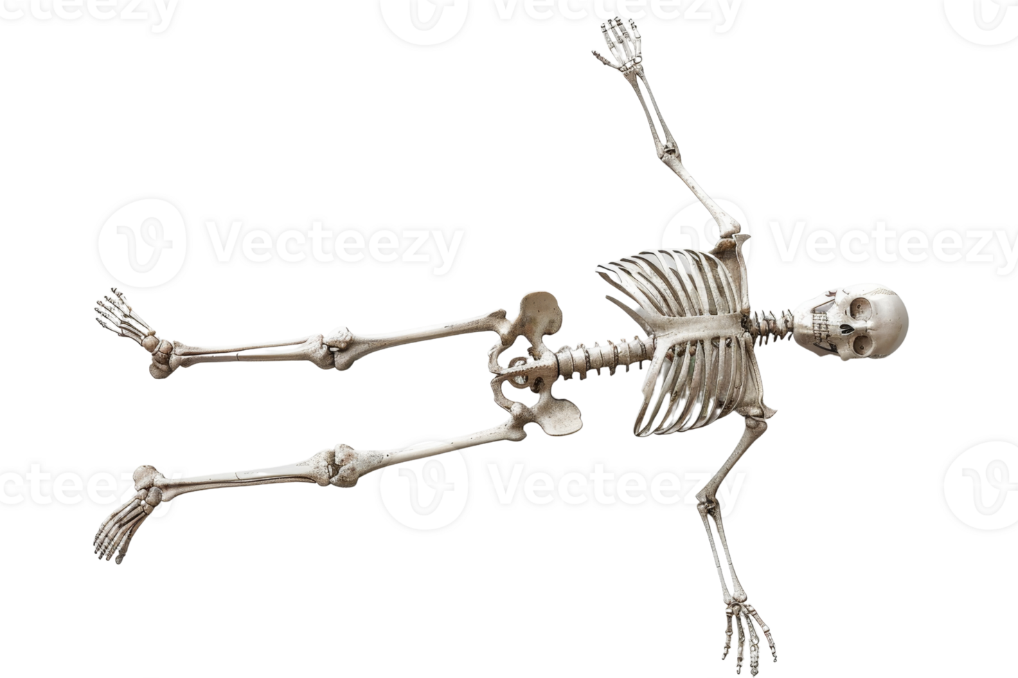 High-quality image of a human skeleton laying flat, showcasing detailed bones structure, perfect for educational, medical, or anatomical usage. png