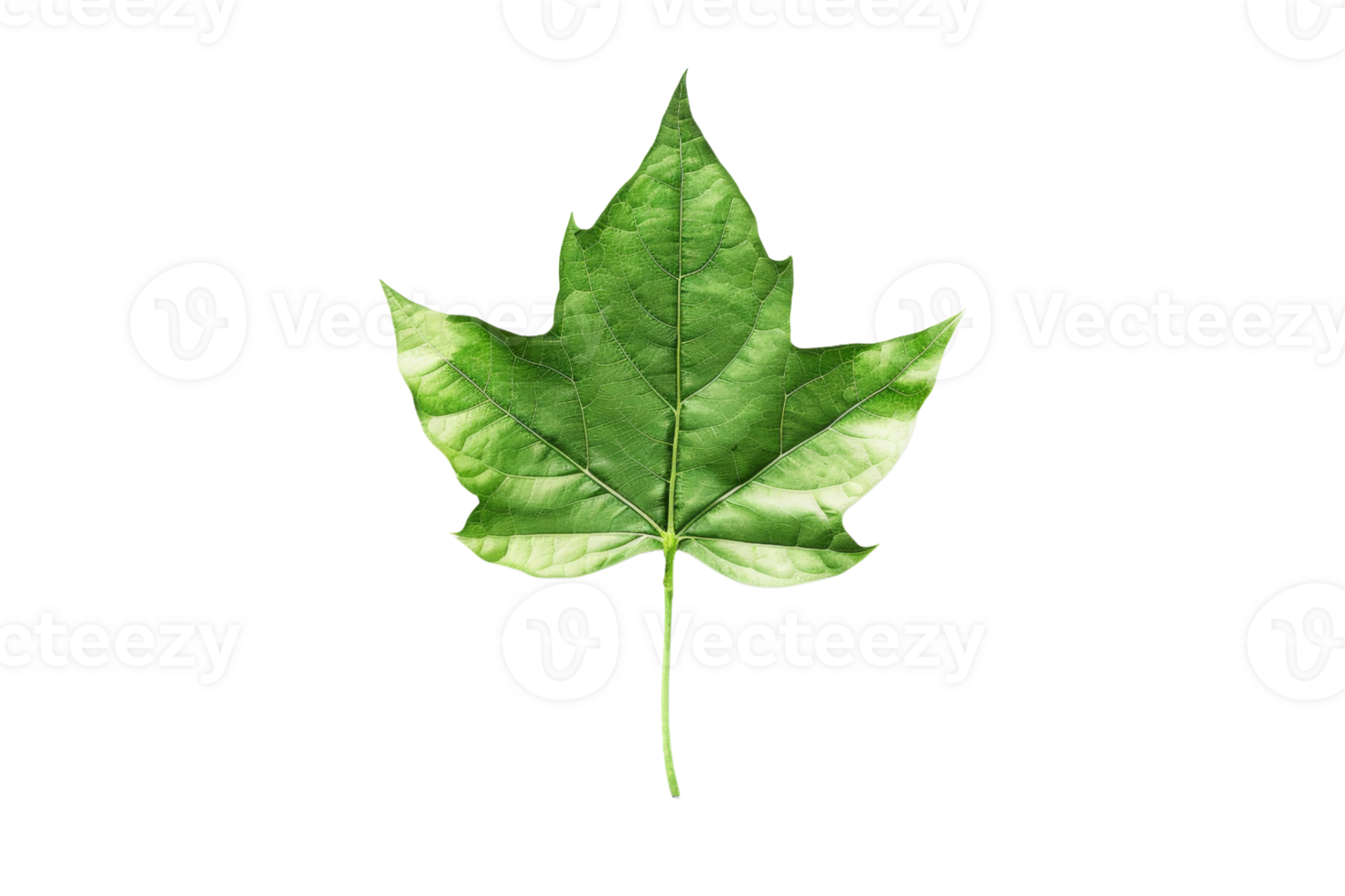 Bright green maple leaf isolated on a transparent background. Perfect for nature-themed designs, botanical illustrations, and environmental concepts. png
