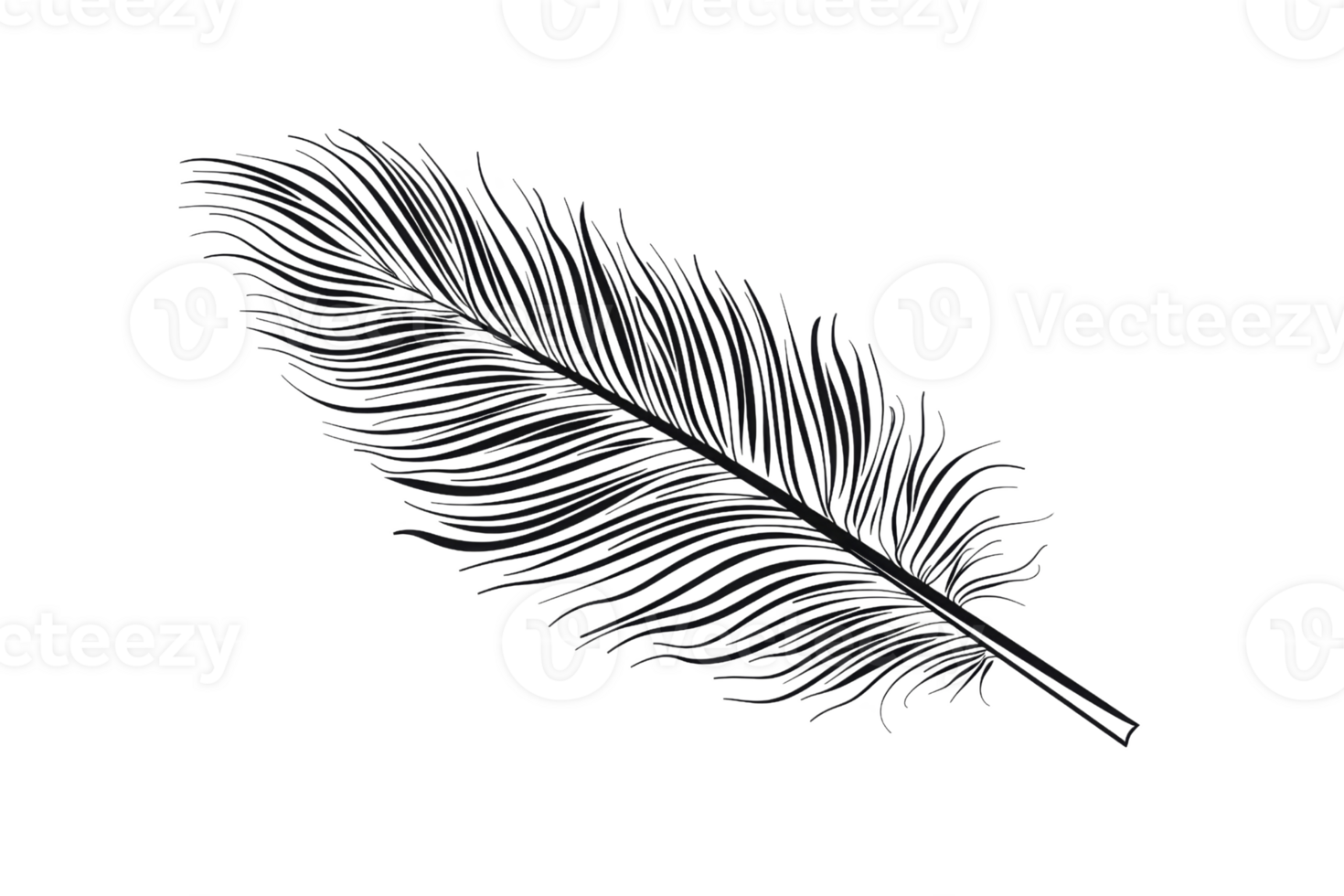 Black feather isolated on transparent background. png