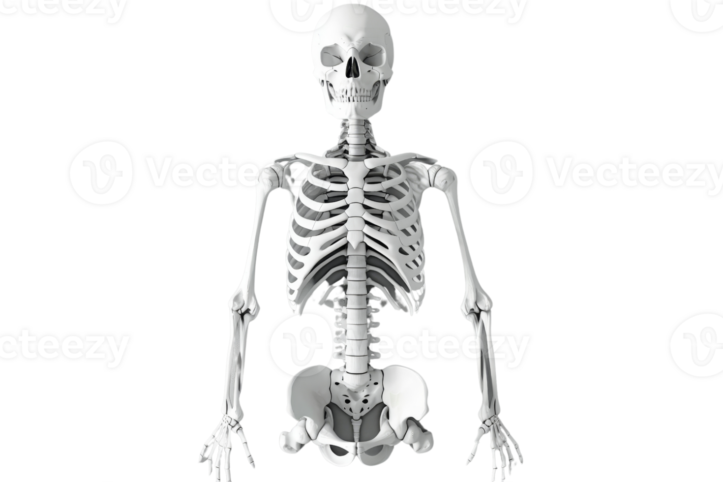 Detailed image of a human skeleton, front view. Perfect for anatomy studies, medical education, or Halloween decorations. png