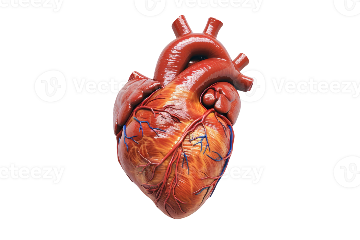 Detailed anatomical illustration of a human heart showcasing veins, arteries, and cardiac anatomy on a transparent background. png
