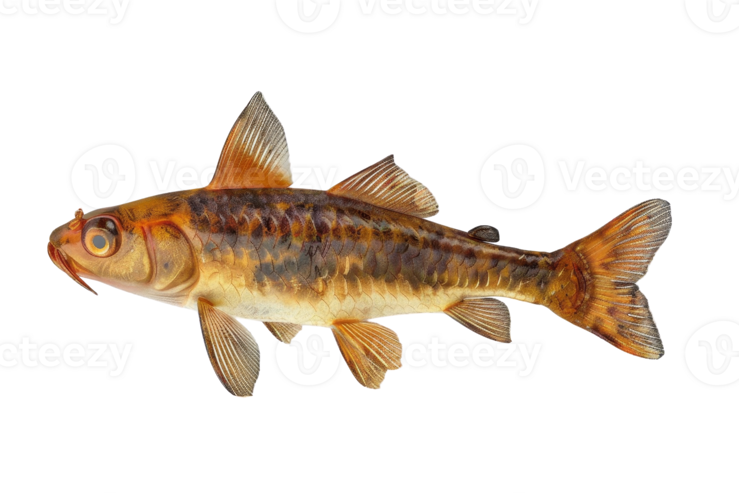 High-resolution image of a colorful fish species, suitable for marine biology studies, aquacultural designs, and educational purposes. png