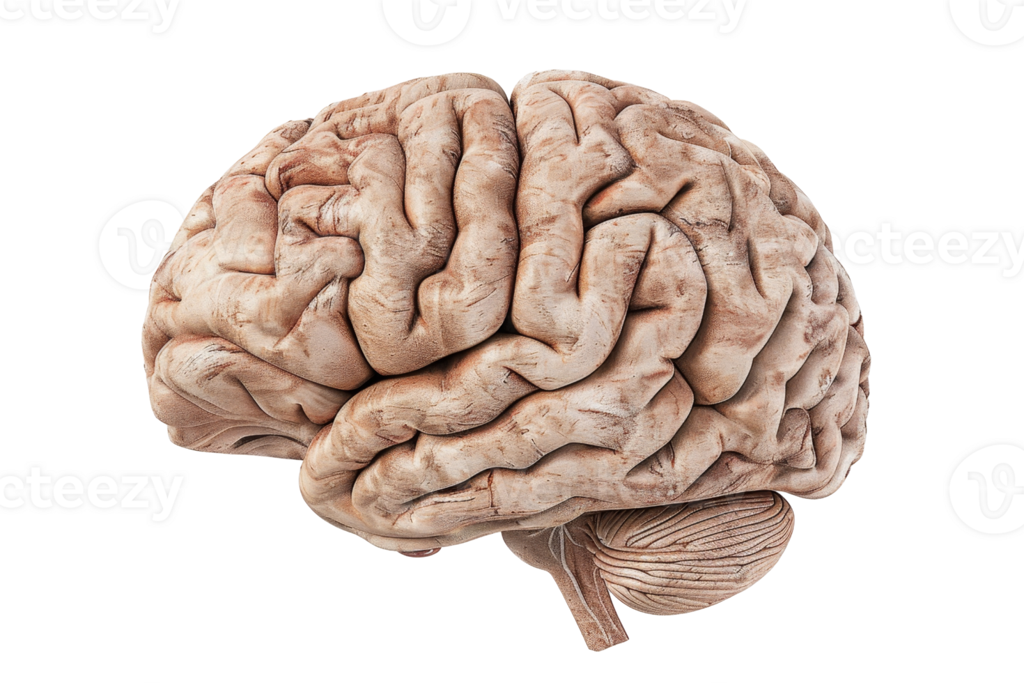 High-resolution image of a human brain, showcasing intricate details of the cerebral cortex and overall structure. png