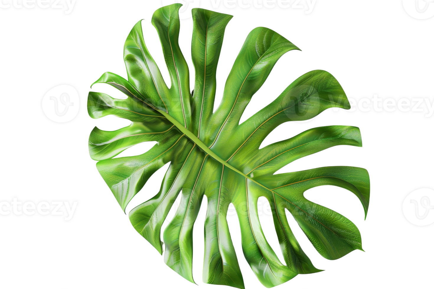 Close-up image of a vibrant green monstera leaf isolated on a transparent background. showcasing its distinctive split and perforated structure. png