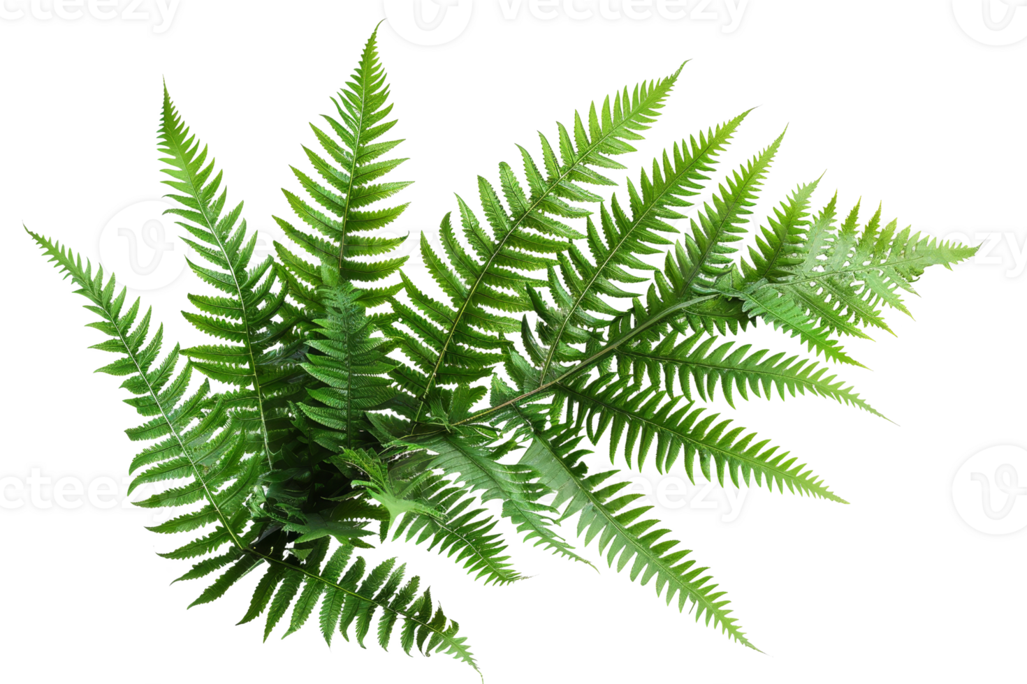Close-up of a frond of a fern against isolated on transparent background. png