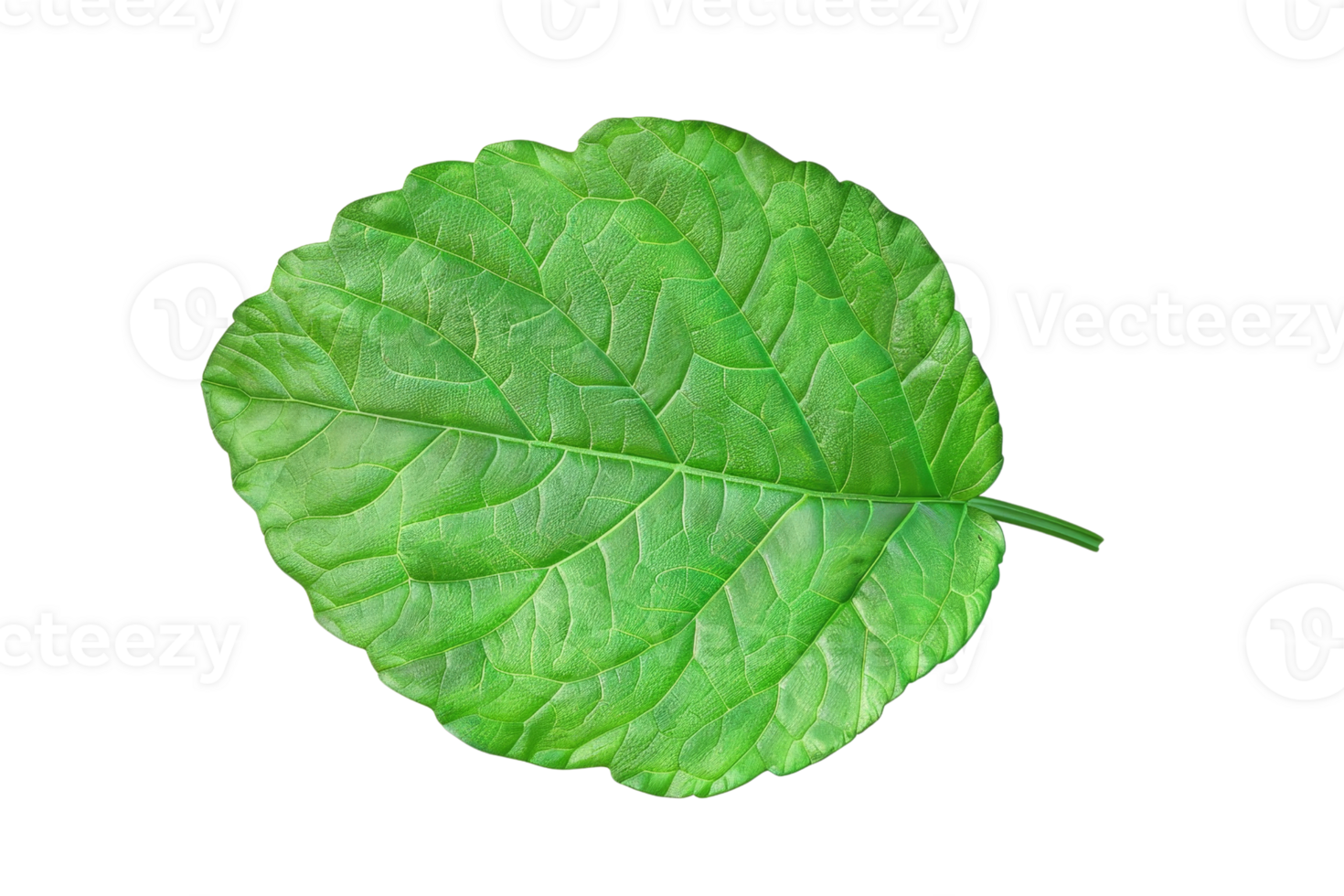 Close-up of a vibrant, green leaf with visible veins and detailed texture, isolated on a transparent background. Perfect for botanical and nature themes. png