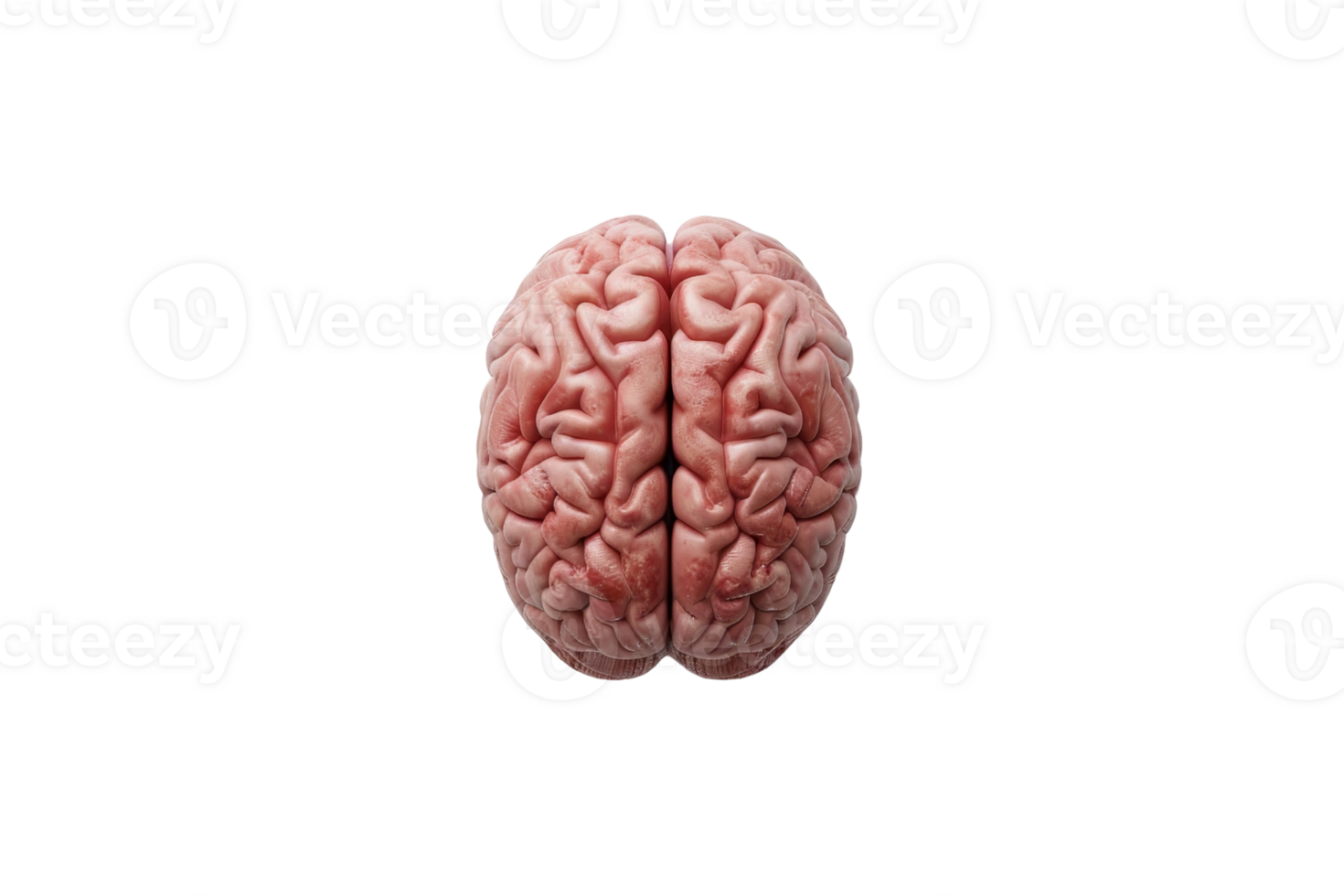 Human brain isolated on black background, detailed anatomical model showcasing intricate structure and texture for medical and educational purposes. png