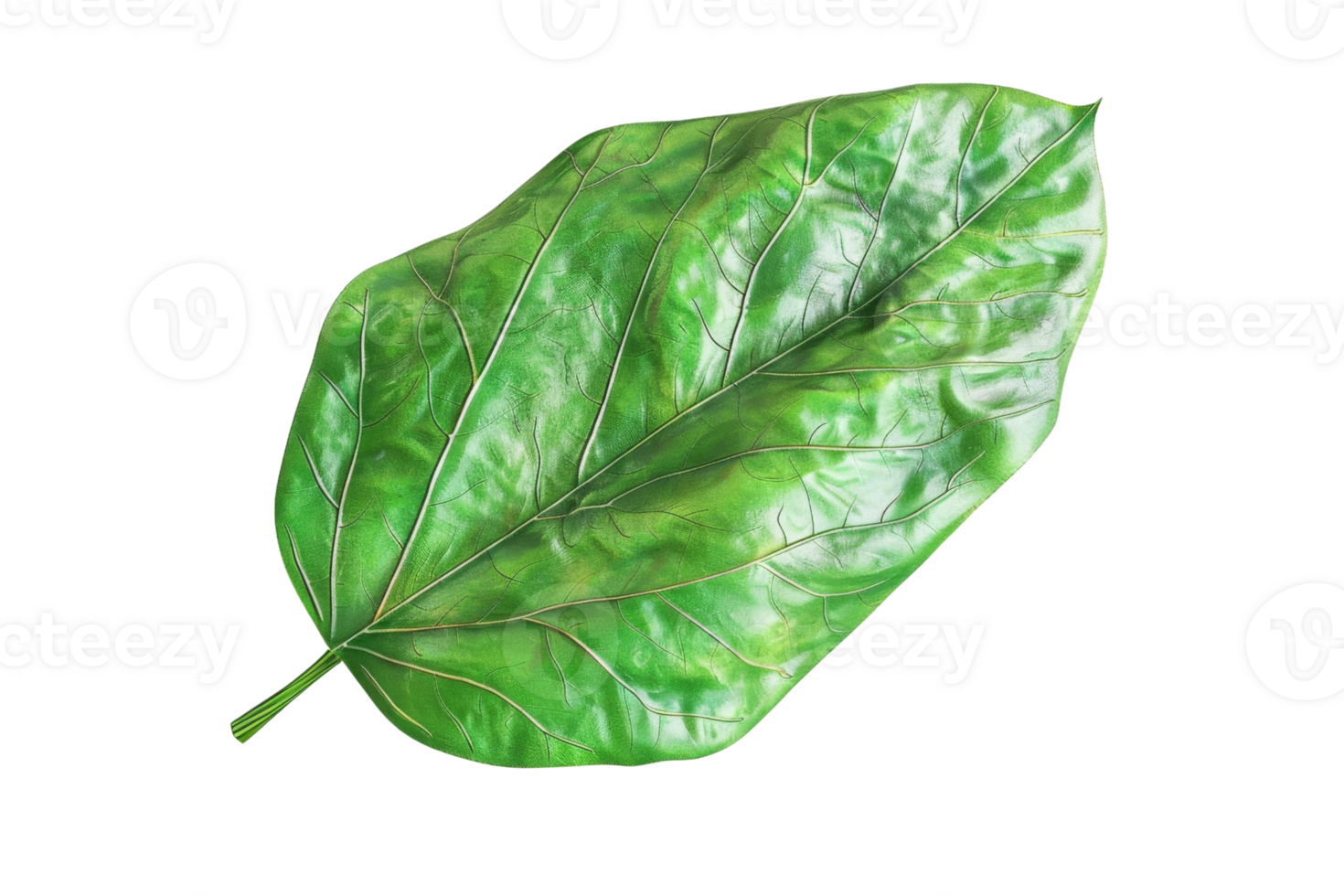 Close-up image of a vibrant green leaf with detailed veins and rich textures, isolated on a transparent background. png