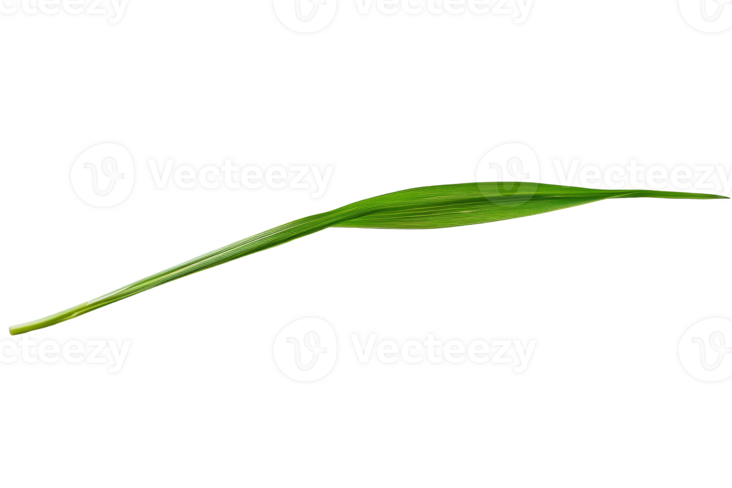 blade of grass, a long, thin, green leaf that grows from the ground. png