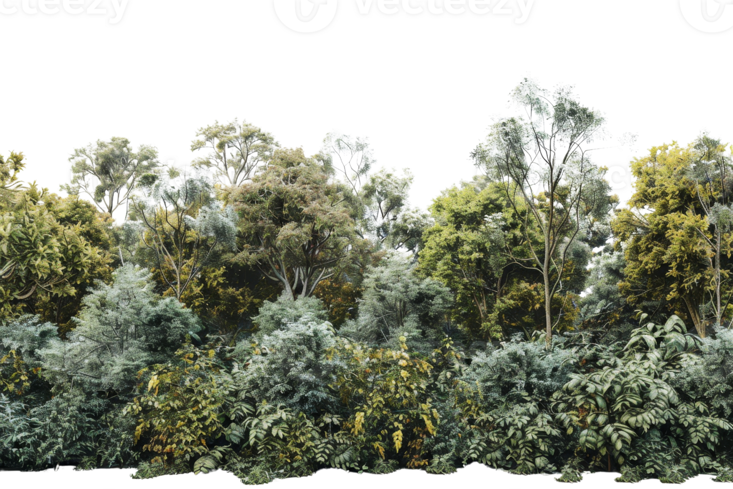 Lush green forest with diverse plant species, showcasing the beauty and tranquility of nature. Ideal for environmental and nature-themed projects. png