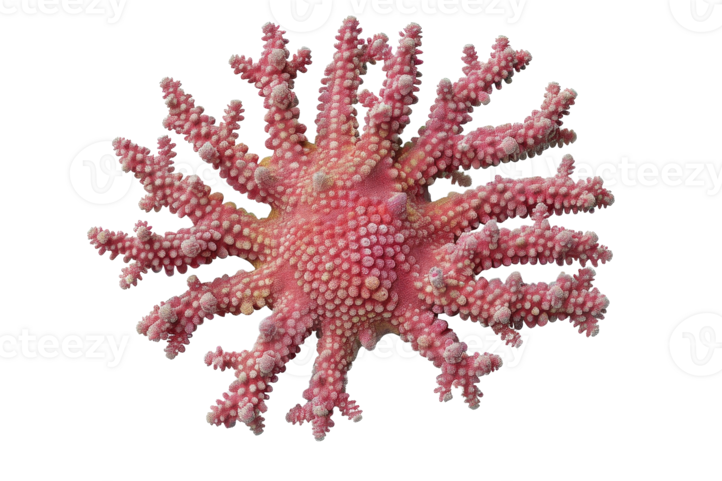 Pink marine coral isolated on transparent background. showcasing intricate textures and natural patterns, perfect for ocean-related designs. png