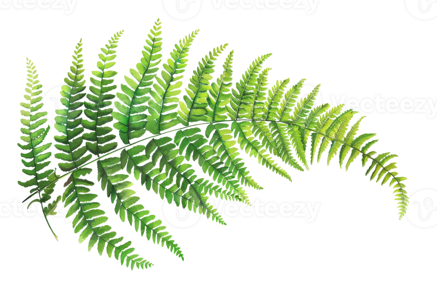 frond of a fern. The frond is green and has a delicate appearance. png
