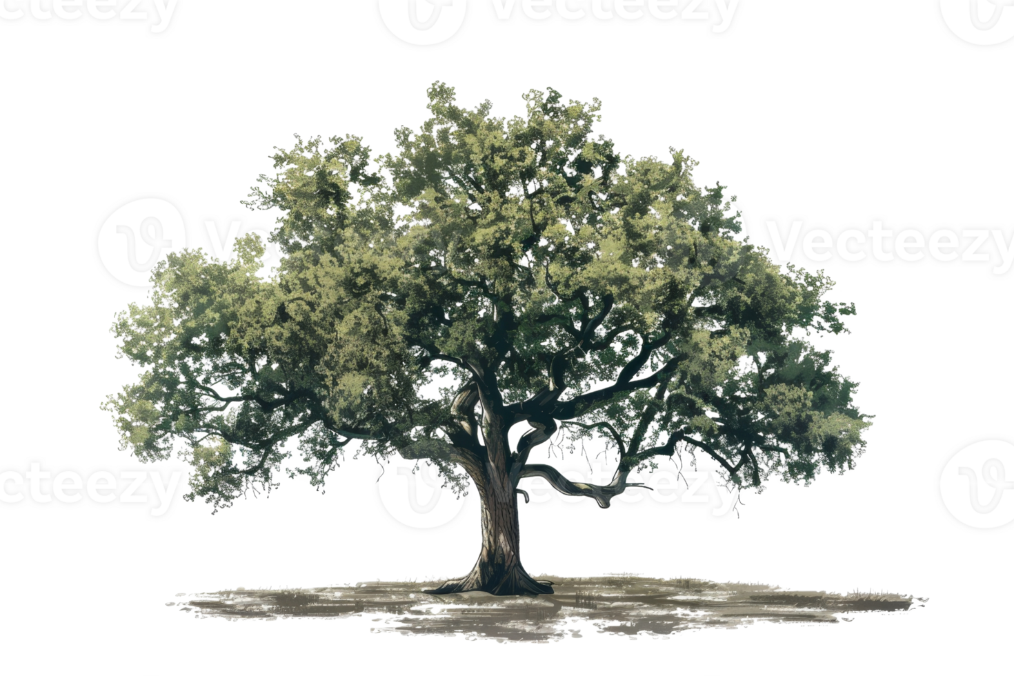 large and old tree with green leaves. png