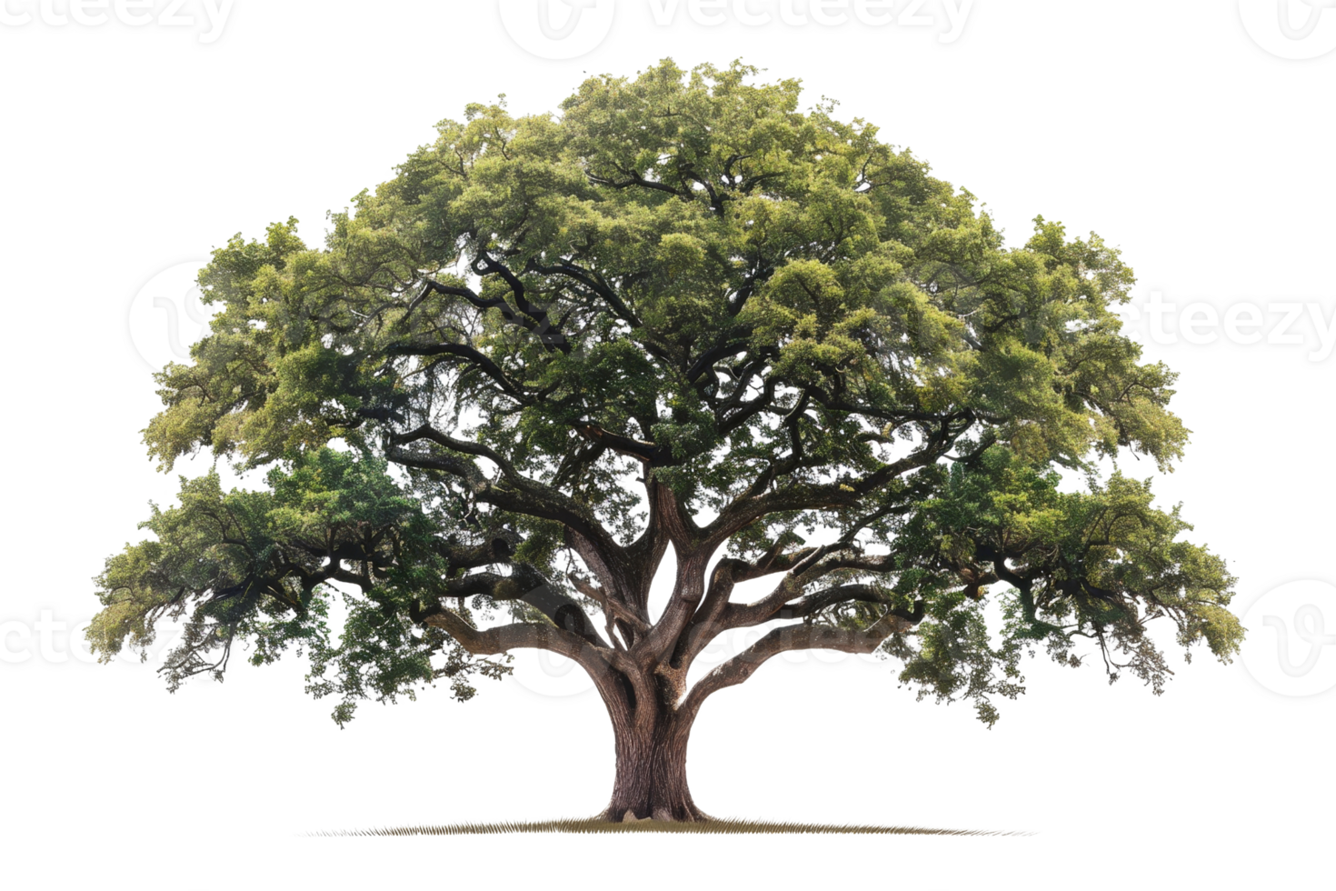 large and old tree with green leaves. The tree is in focus and has a lot of detail. The background is out of focus and is a dark color. png