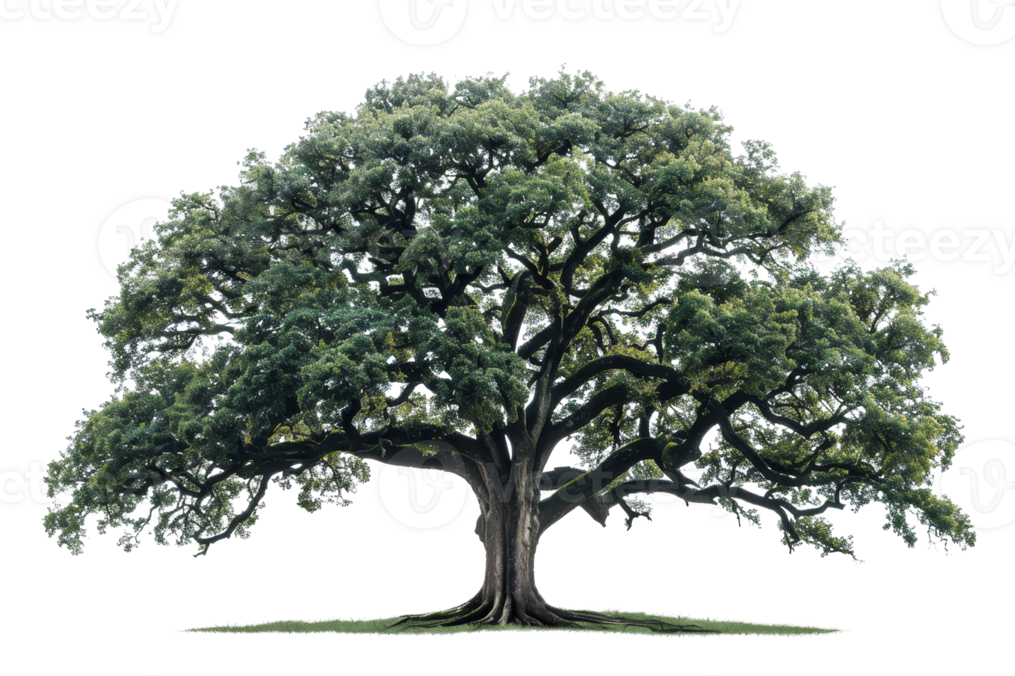 big tree with green leaves. The tree is in a field with green grass. The sky is blue and there are some clouds in the sky. png