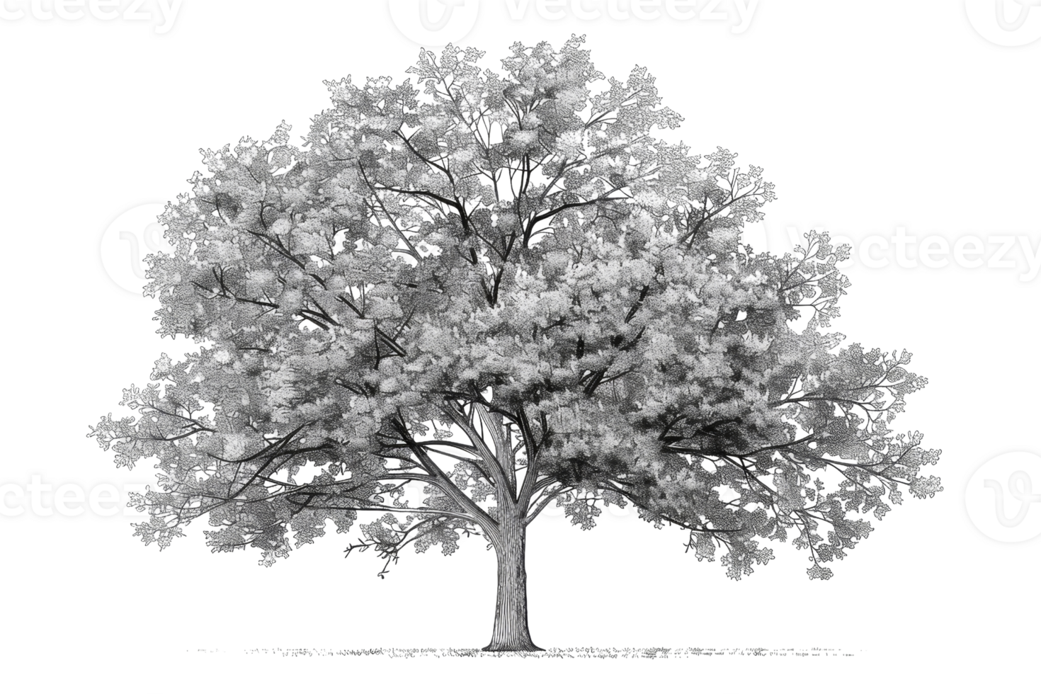The photo shows a large tree with a full, lush canopy png