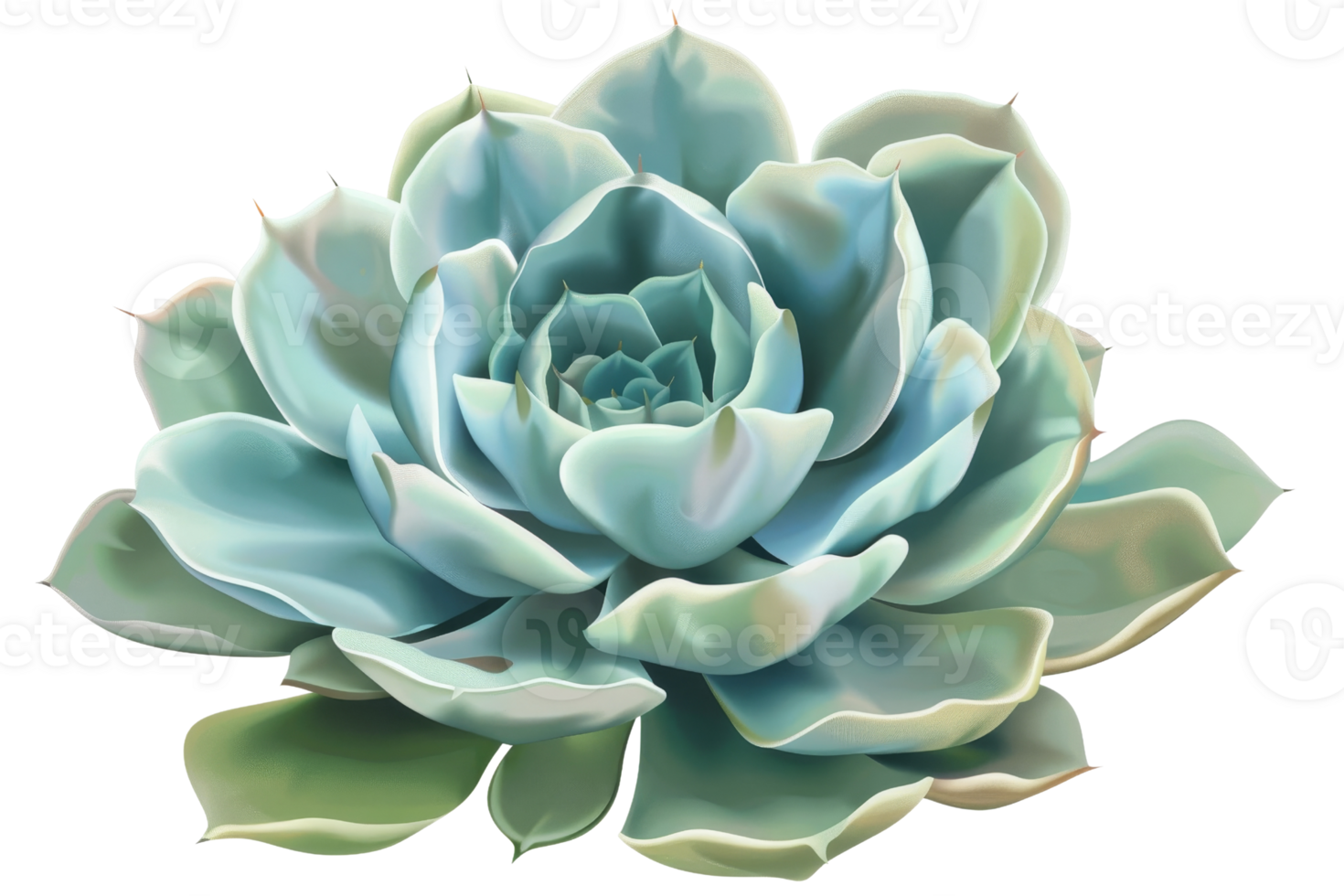 Succulent plants are very popular. They are easy to care for and come in a variety of shapes and colors. png