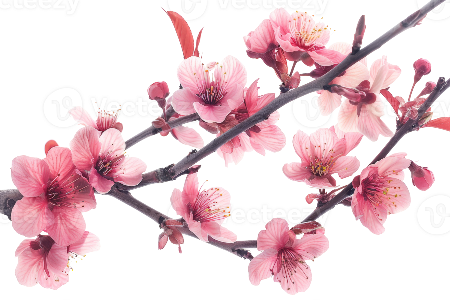 A branch with pink flowers on it. The flowers are in full bloom and are very pretty. The branch is thin and delicate png