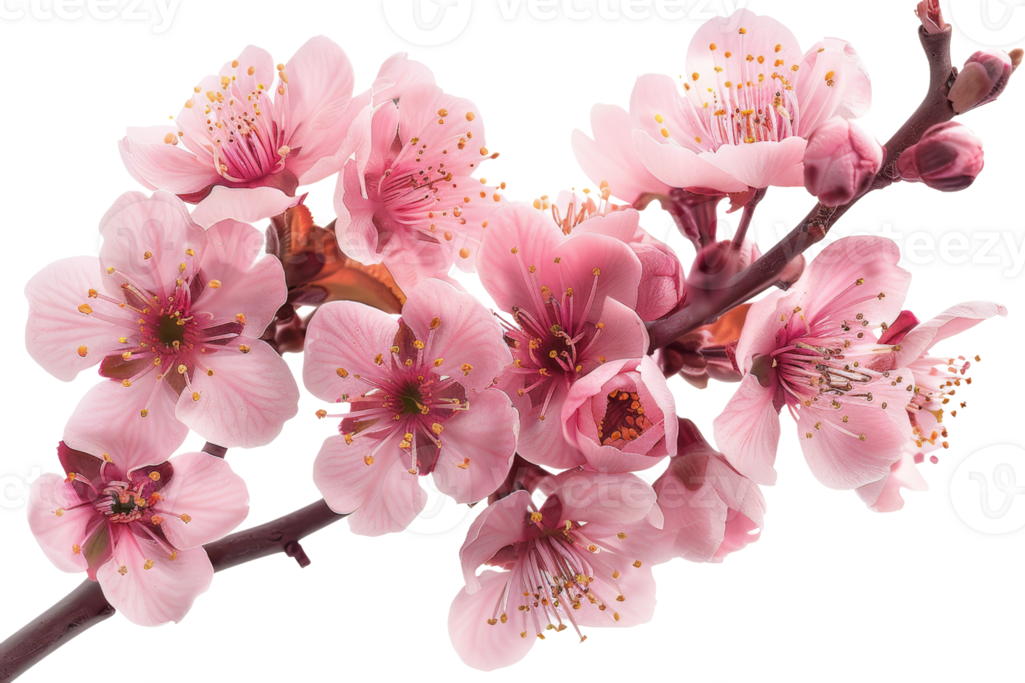 A branch of pink flowers with a transparent background. png