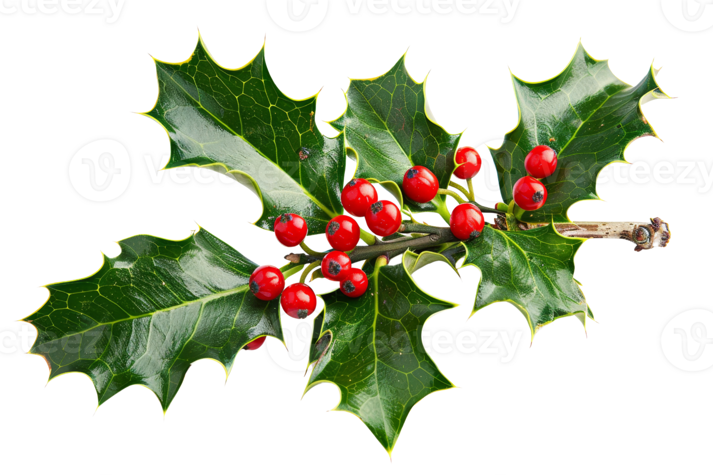Holly branch with red berries isolated on transparent background png