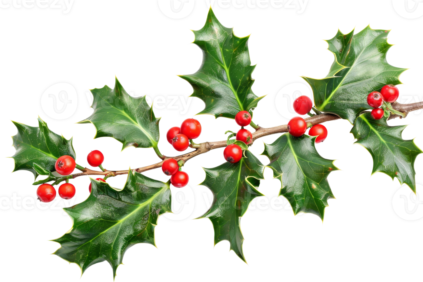 Holly branch with red berries isolated on transparent background png