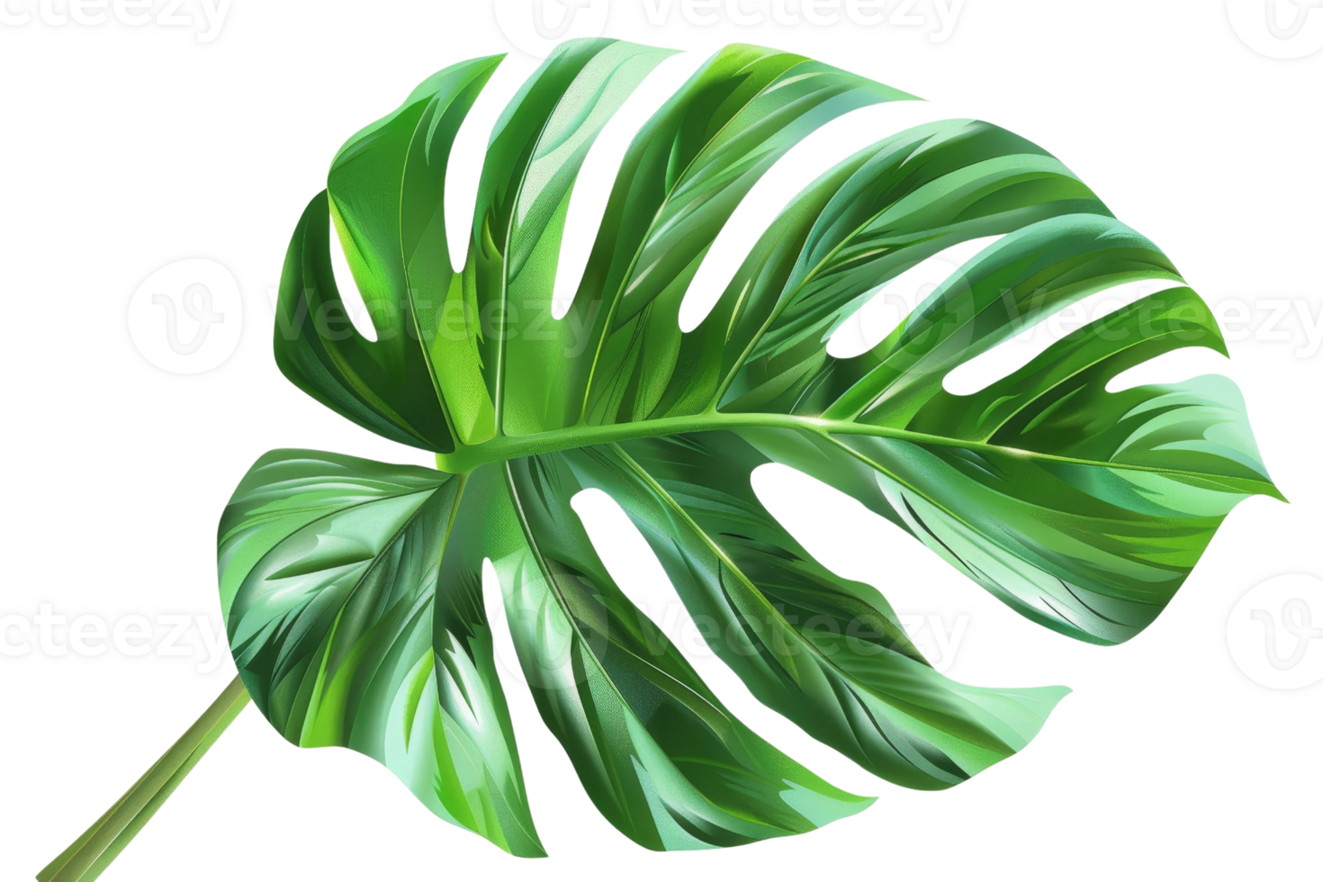 green leaf of a tropical plant. The leaf has a hole in the middle and is serrated around the edges. The veins of the leaf are a lighter shade of green. png