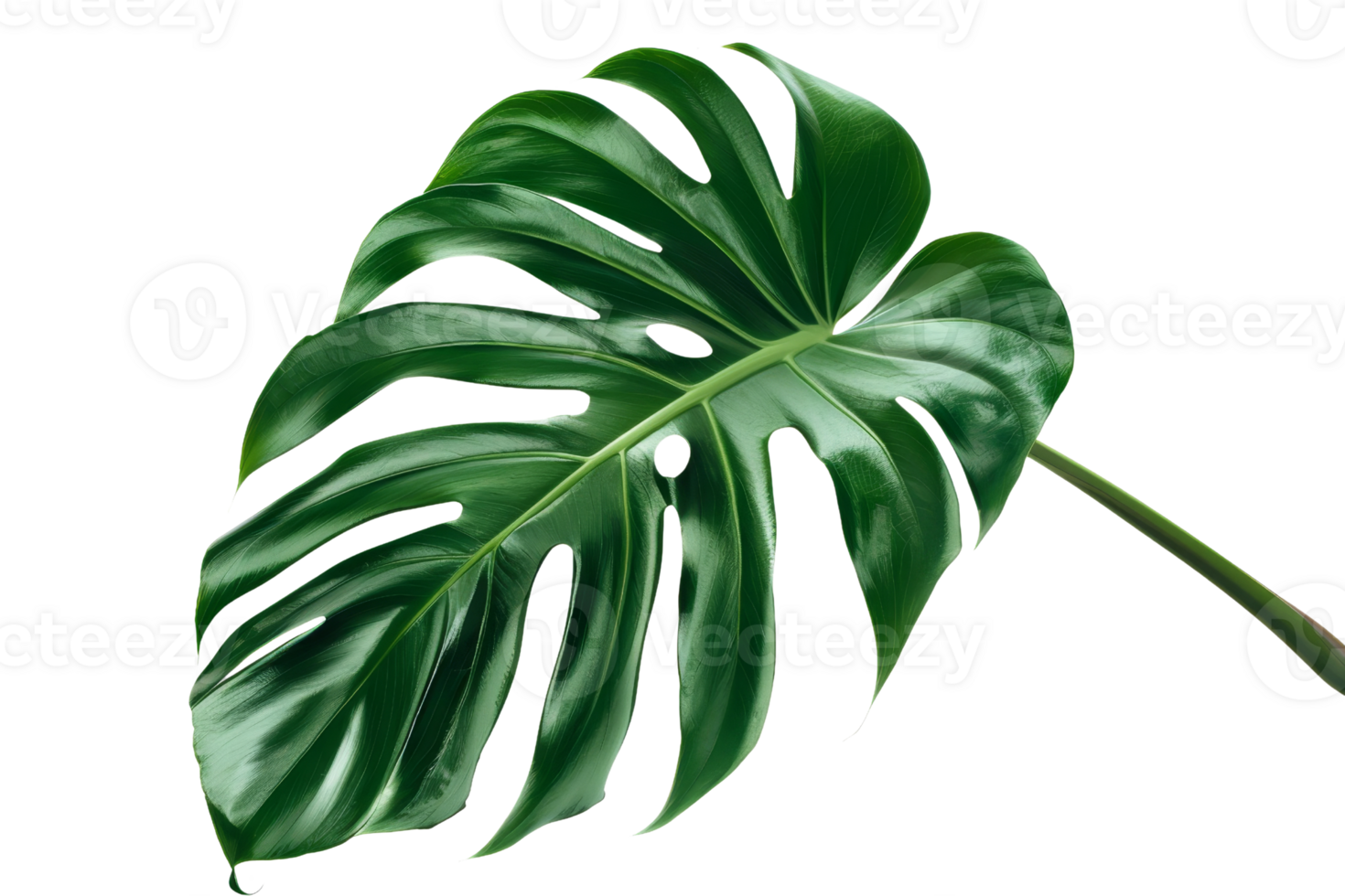 green leaf with a few holes in it. The leaf is from a monstera plant. png
