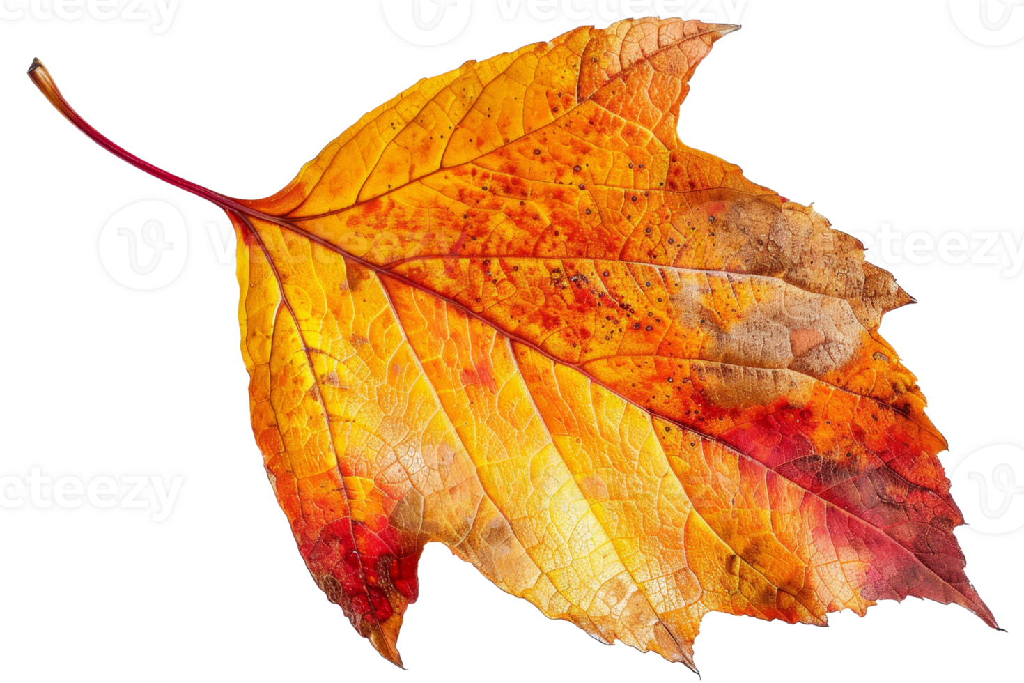 A leaf with a brown tip and a red center png