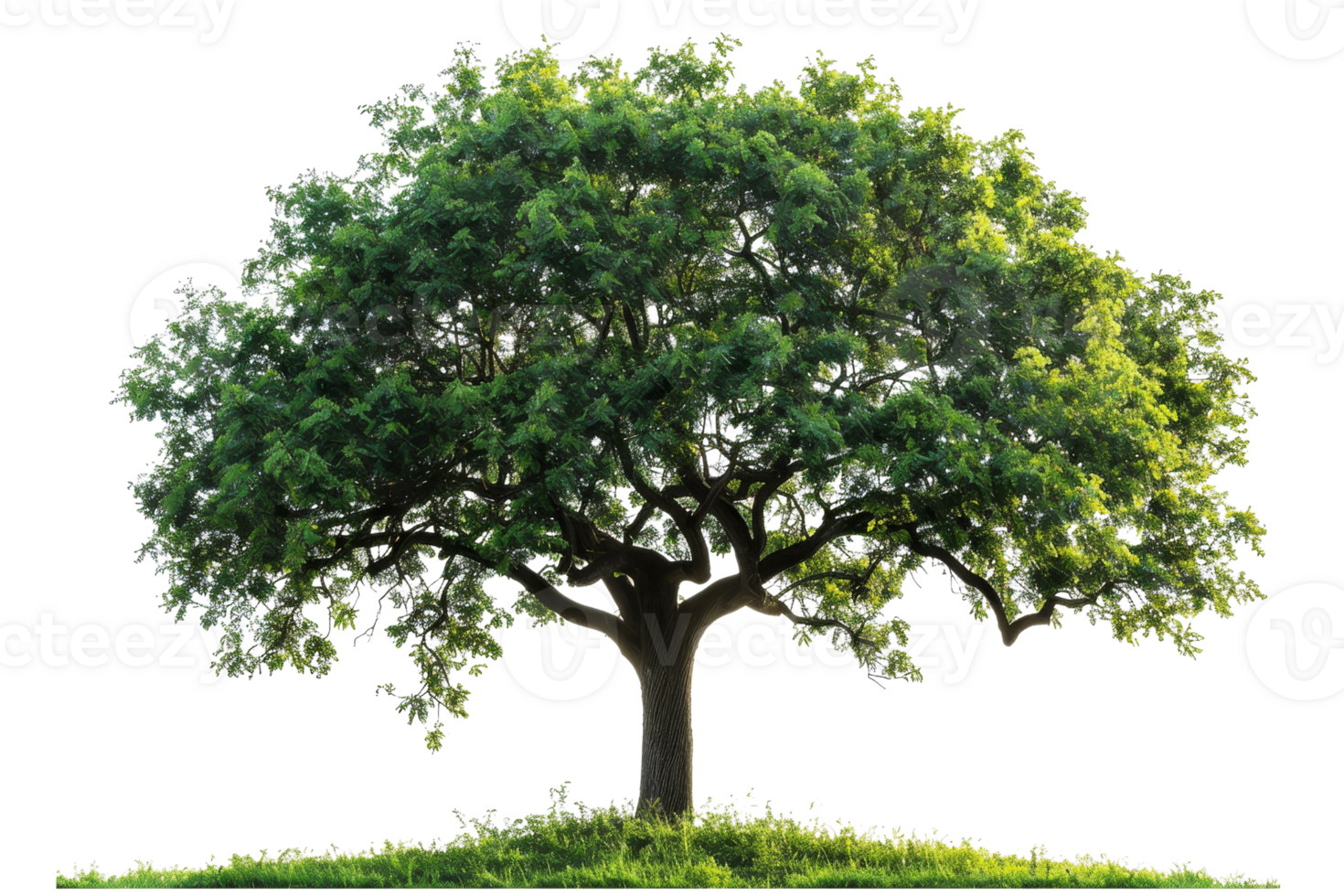 A large tree with green leaves is standing on a hill. The tree is the main focus of the image, and it is a beautiful and peaceful scene. The hill and the tree together create a sense of serenity png