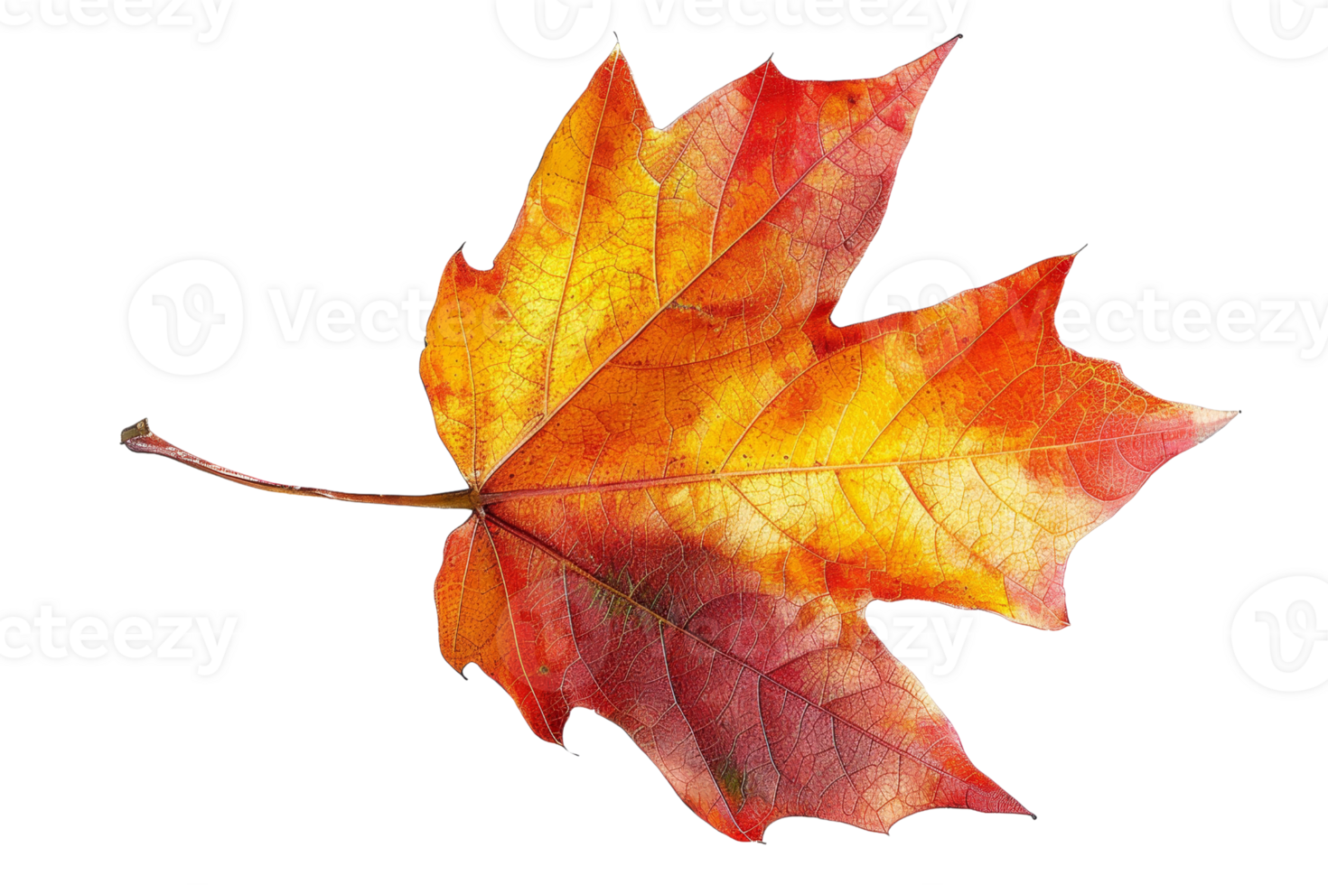 Close-up of a vibrant autumn leaf featuring a beautiful gradient from yellow to deep red, showcasing the essence of fall foliage. png