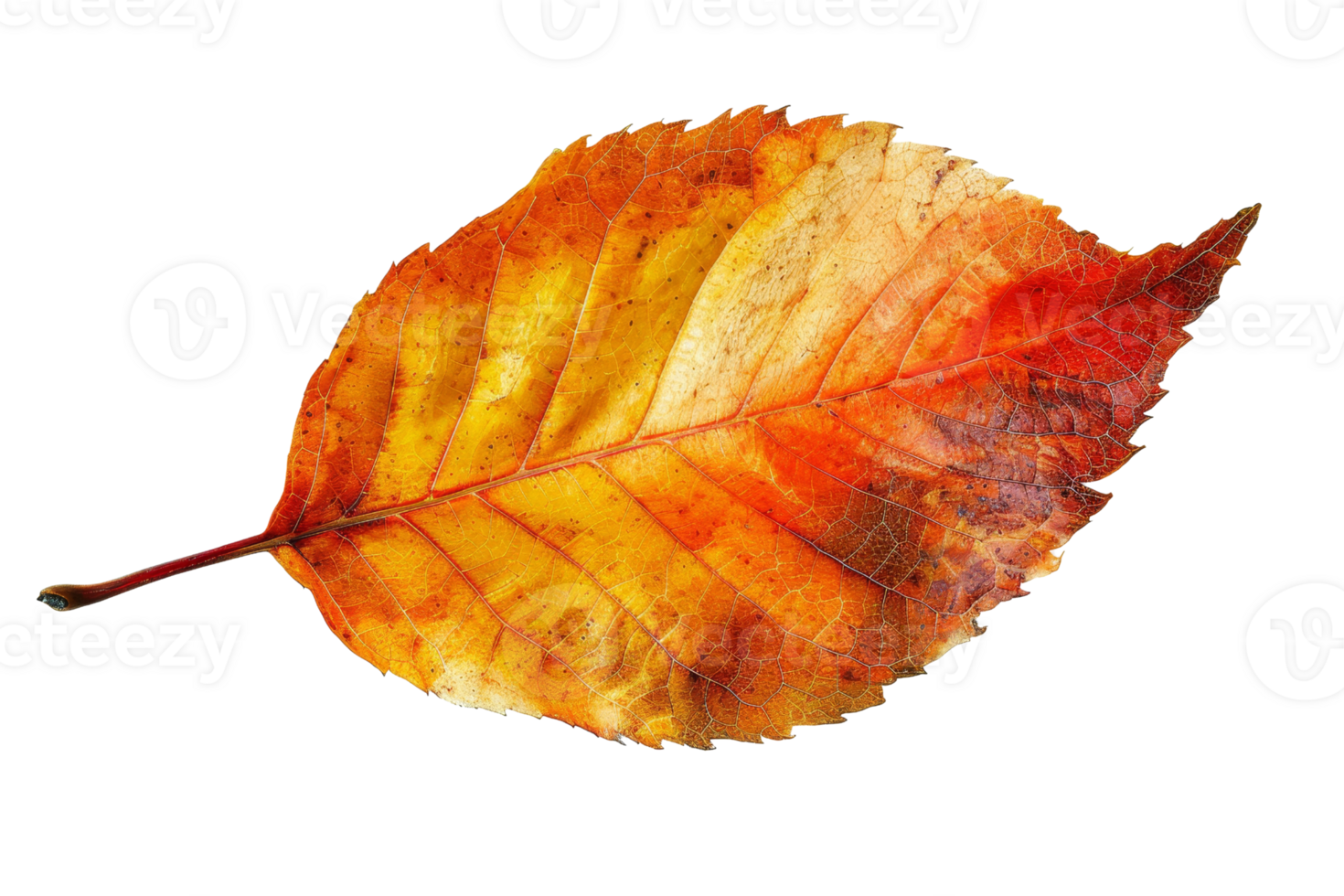 Close-up of a vibrant, colorful autumn leaf showcasing intricate details and gradient hues of red, orange, and yellow on a transparent background. png
