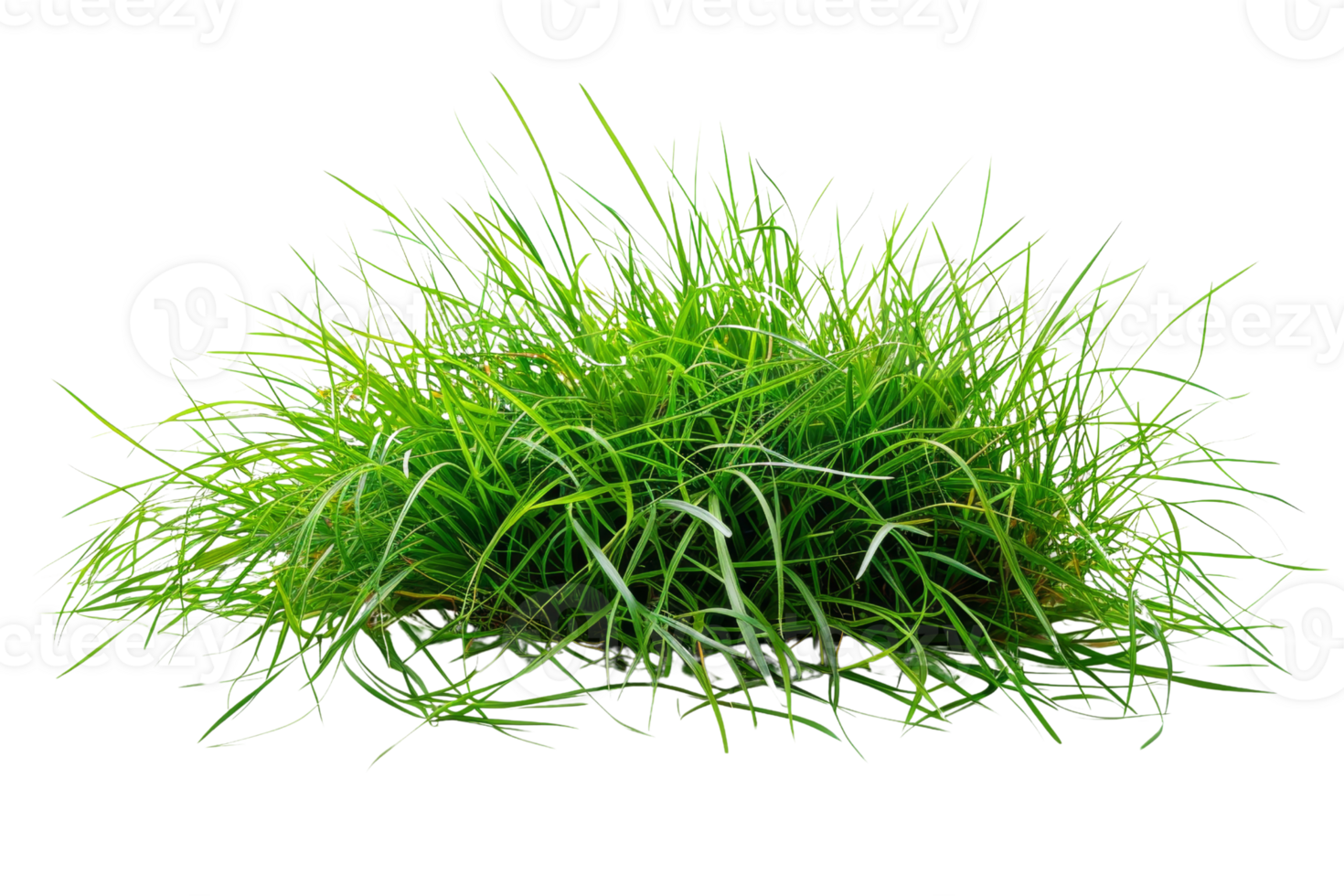 A vibrant, lush green grass isolated on a transparent background. Perfect for gardening, landscaping, and nature-related projects. png