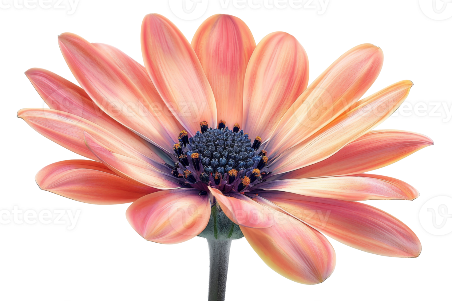 A single orange flower with a blue center. The flower is the main focus of the image. The color of the flower is bright and vibrant, which gives the image a cheerful and lively mood png