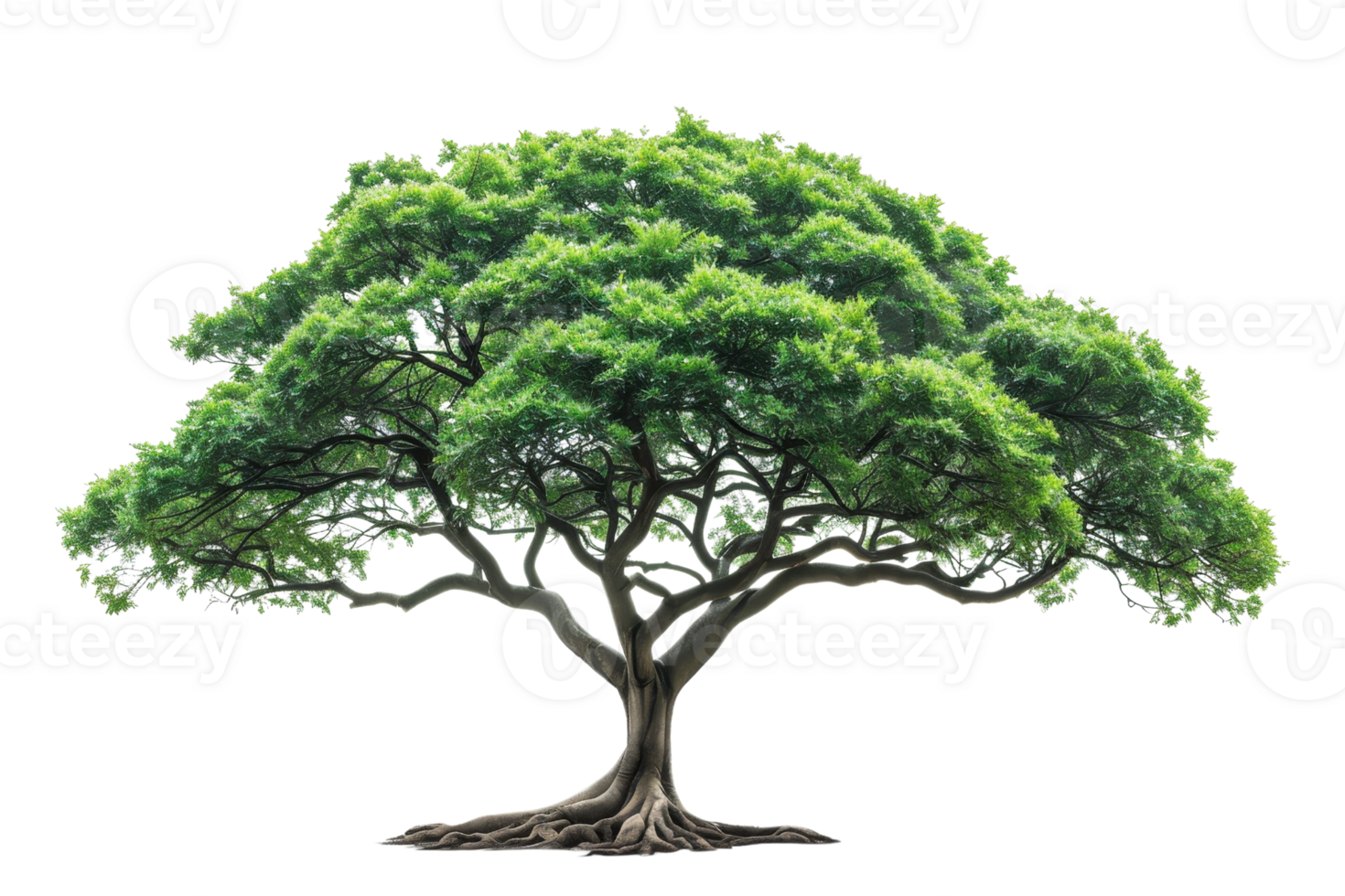 Beautiful isolated tree with lush green foliage, broad canopy, and intricate branches, ideal for nature, environment, and outdoor themes. png