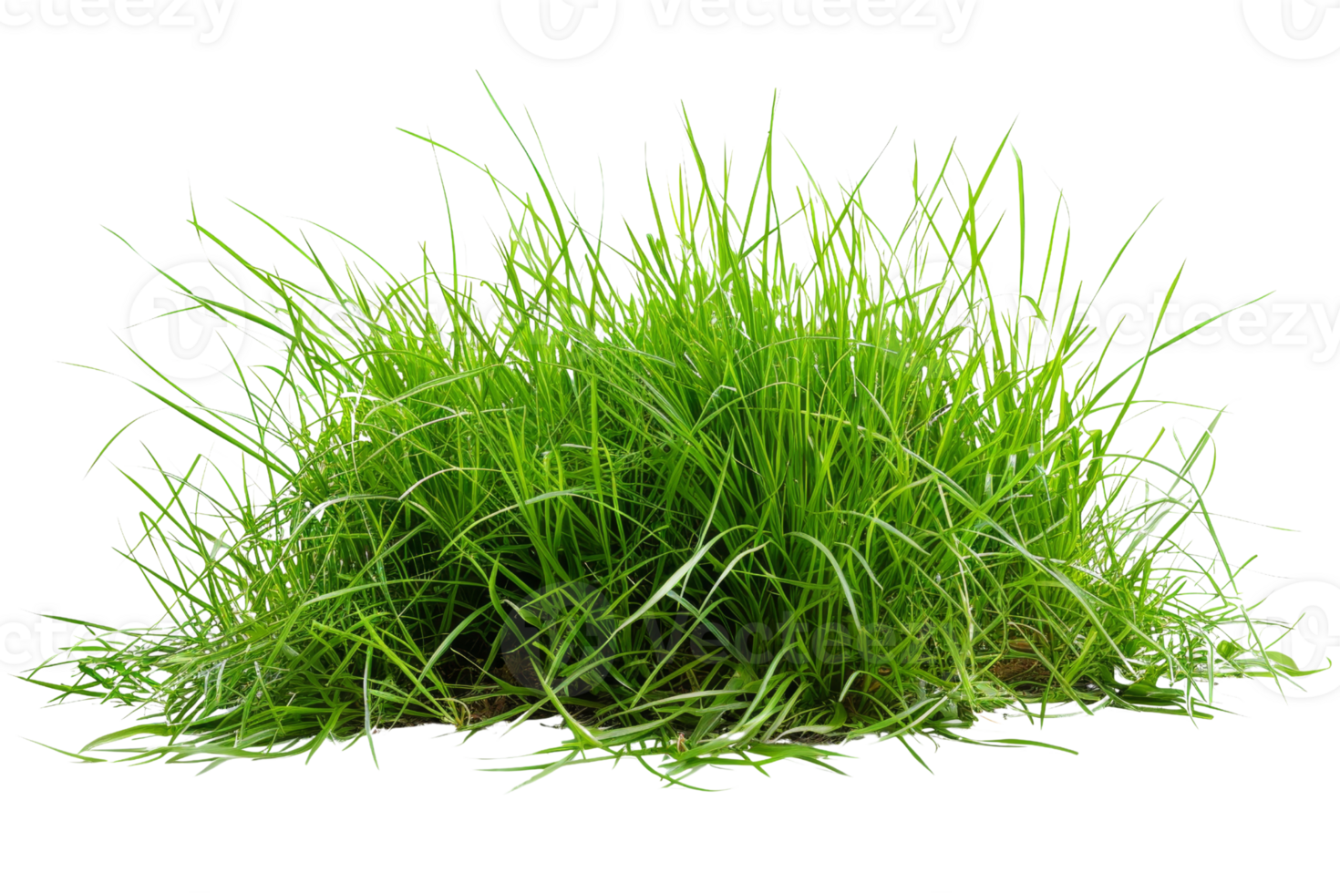 Fresh, vibrant green grass isolated on a transparent background. Perfect for gardening, nature, and landscaping themes in stock photos. png