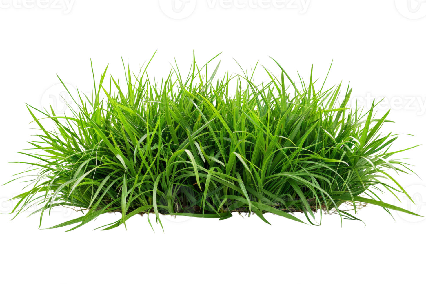 Lush green grass clump isolated on transparent background. Perfect for garden, landscaping, nature scenes, and eco-friendly projects. png