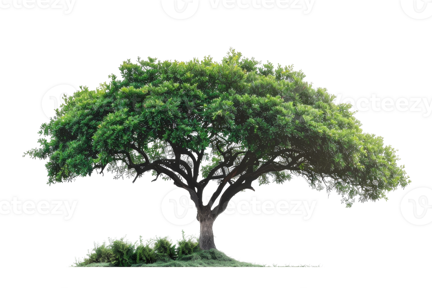 Majestic wide-branched tree with lush green leaves and a sturdy trunk, isolated against a transparent background. png