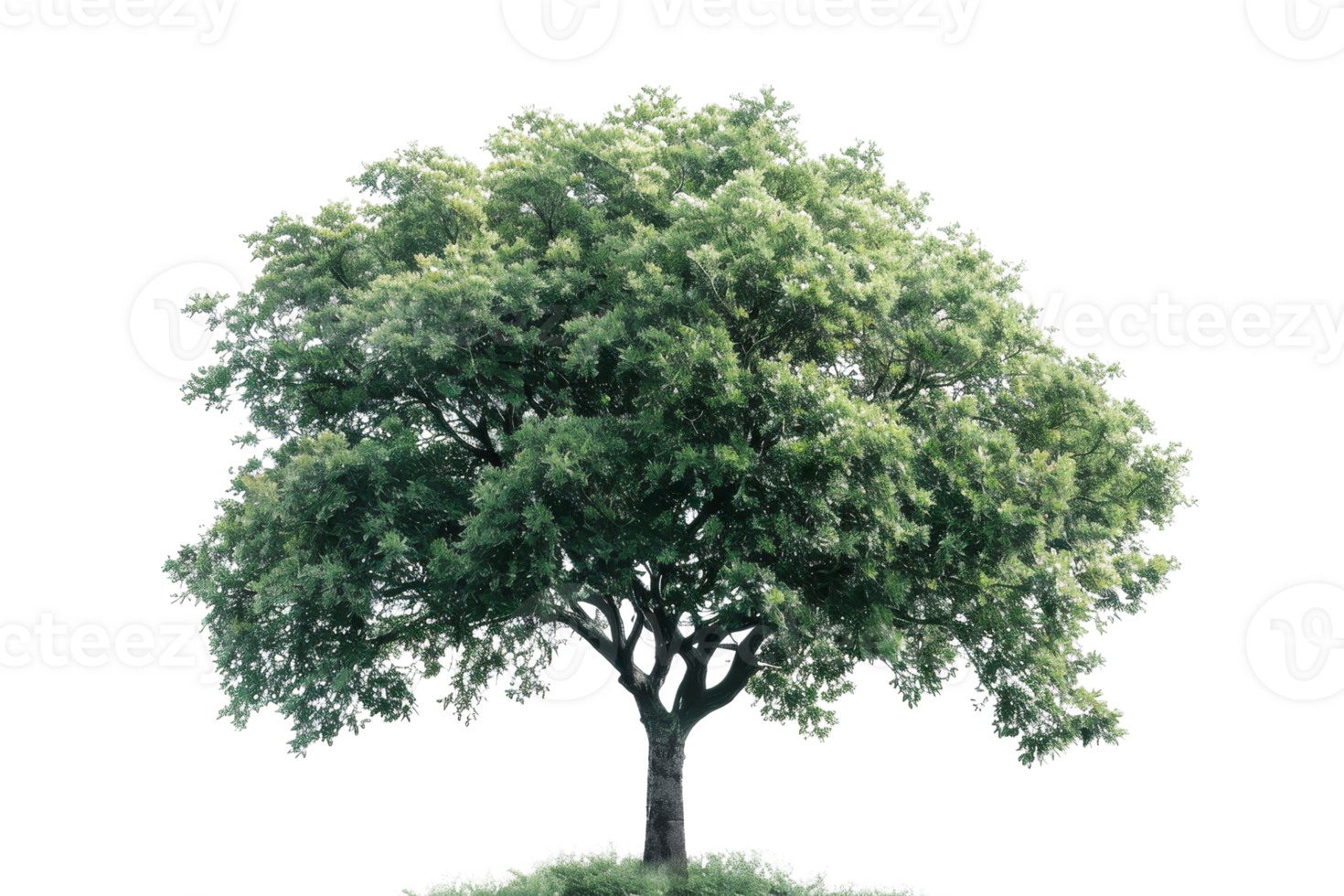 Lush green tree with full foliage isolated on a transparent background. perfect for nature, environment, and outdoor concepts. png