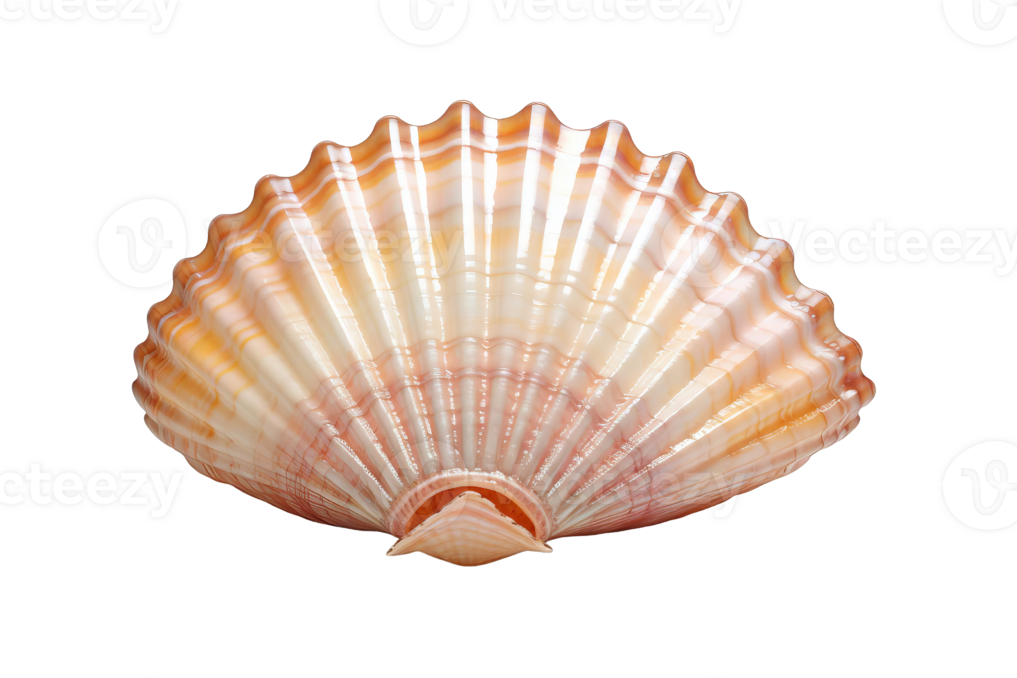 A shell with a yellow and orange pattern. The shell is open and has a pinkish hue png