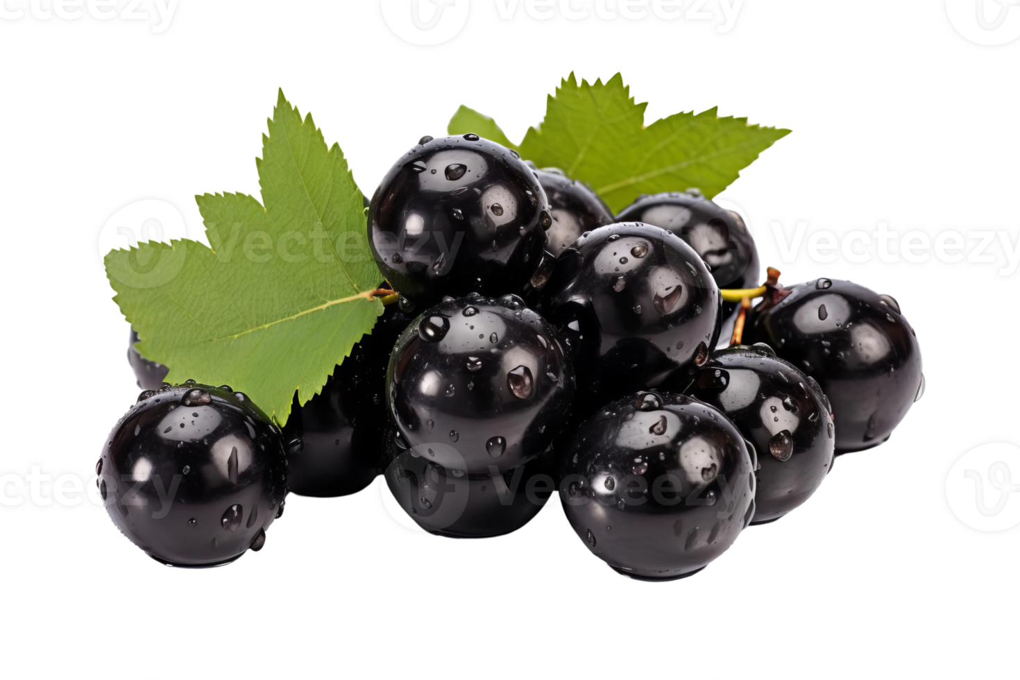 A bunch of black grapes with green leaves on top png