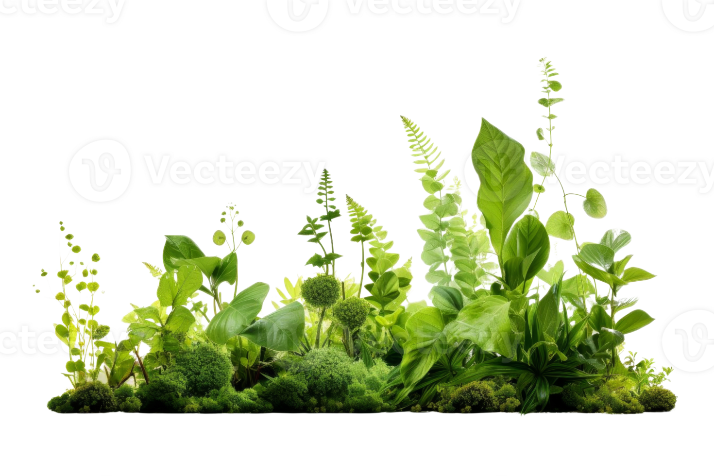 A lush green plant with many leaves and stems. The plant is full and healthy, and it looks like it is thriving png