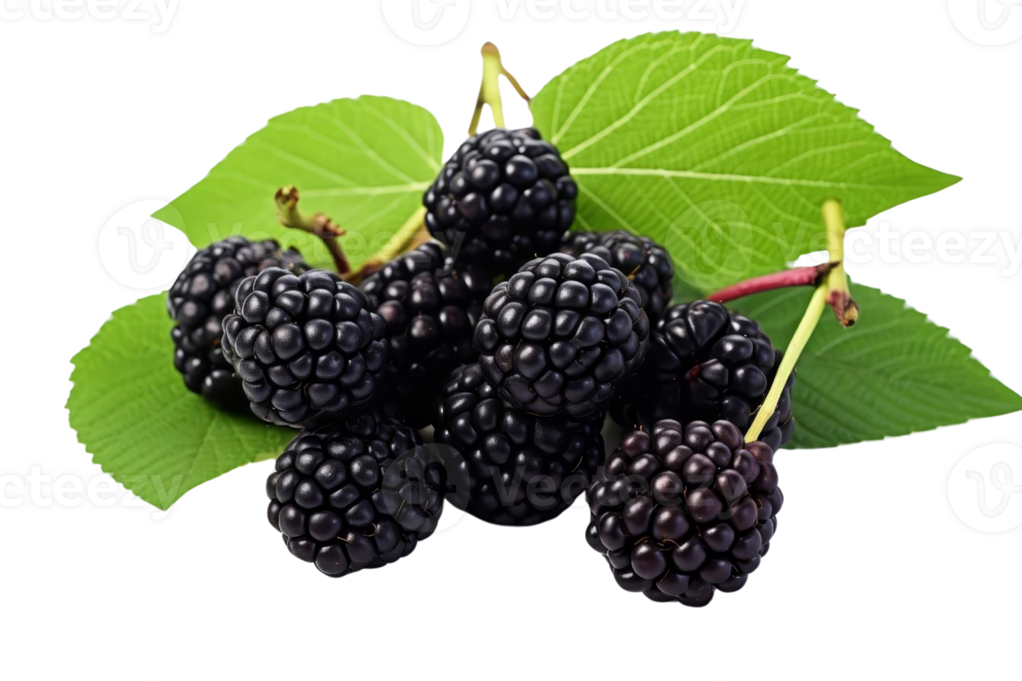A bunch of blackberries are on a leaf. The berries are ripe and ready to eat. The leaf is green and fresh png