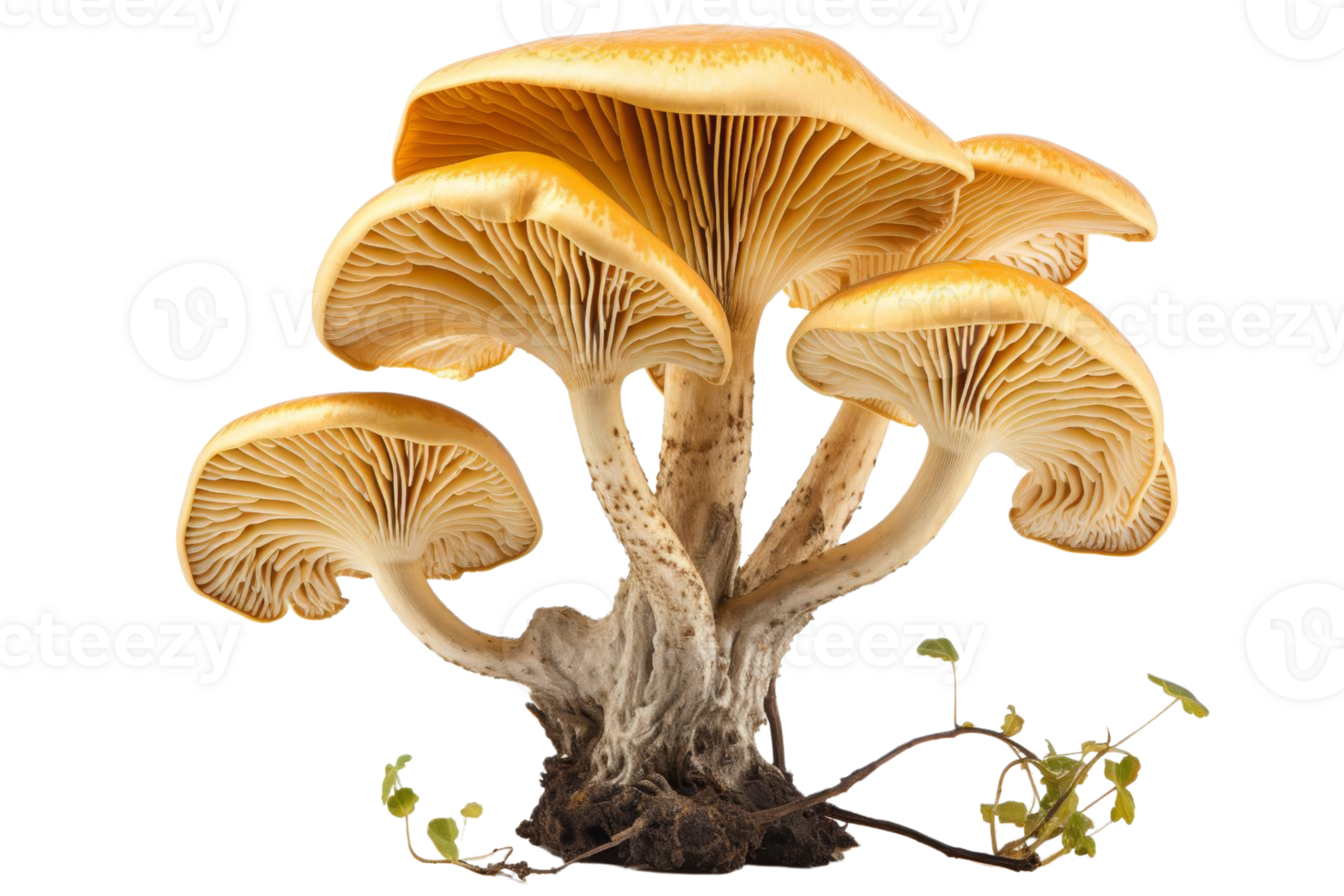 A large mushroom with many branches and a brown stem. The mushroom is surrounded by green leaves. The image has a natural and earthy feel to it png