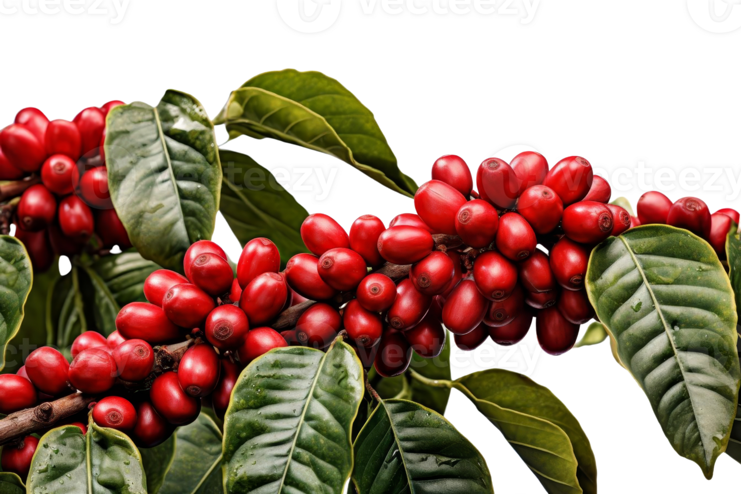 A bunch of red berries hanging from a tree. The berries are ripe and ready to be picked png